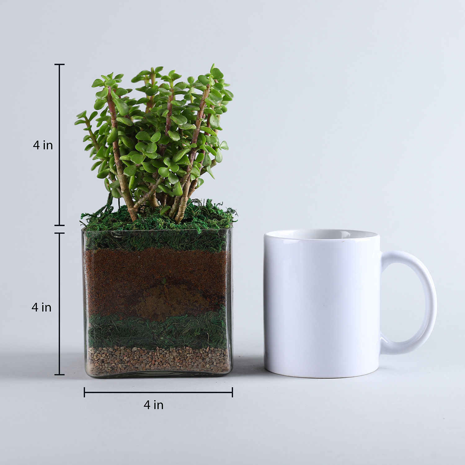 Buy/Send Jade Plant 4" Glass Terrarium Online Ferns N Petals