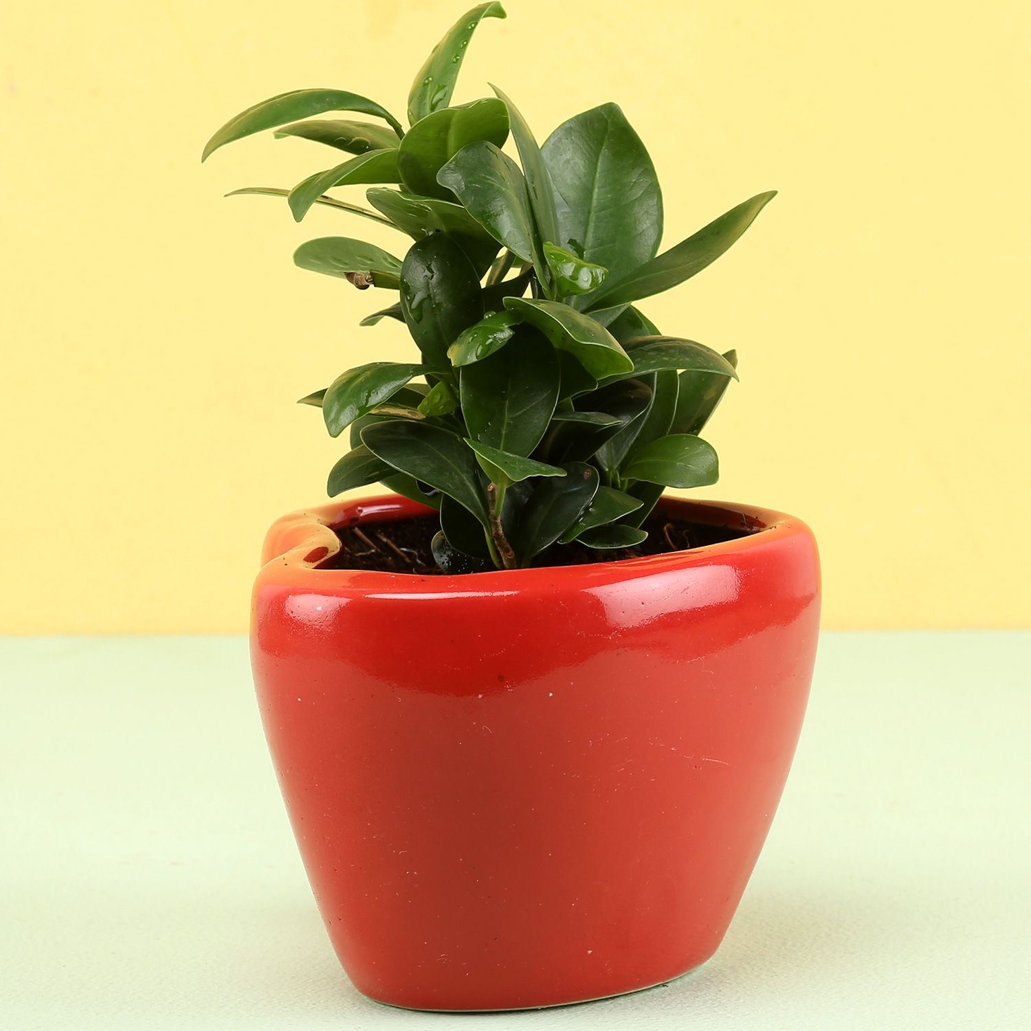 Buy/Send Ficus Compacta In Red Heart Shaped Pot Online Ferns N Petals