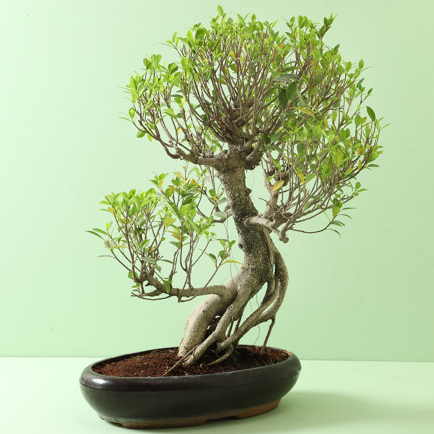 Bonsai Ficus Varieties My XXX Hot Girl