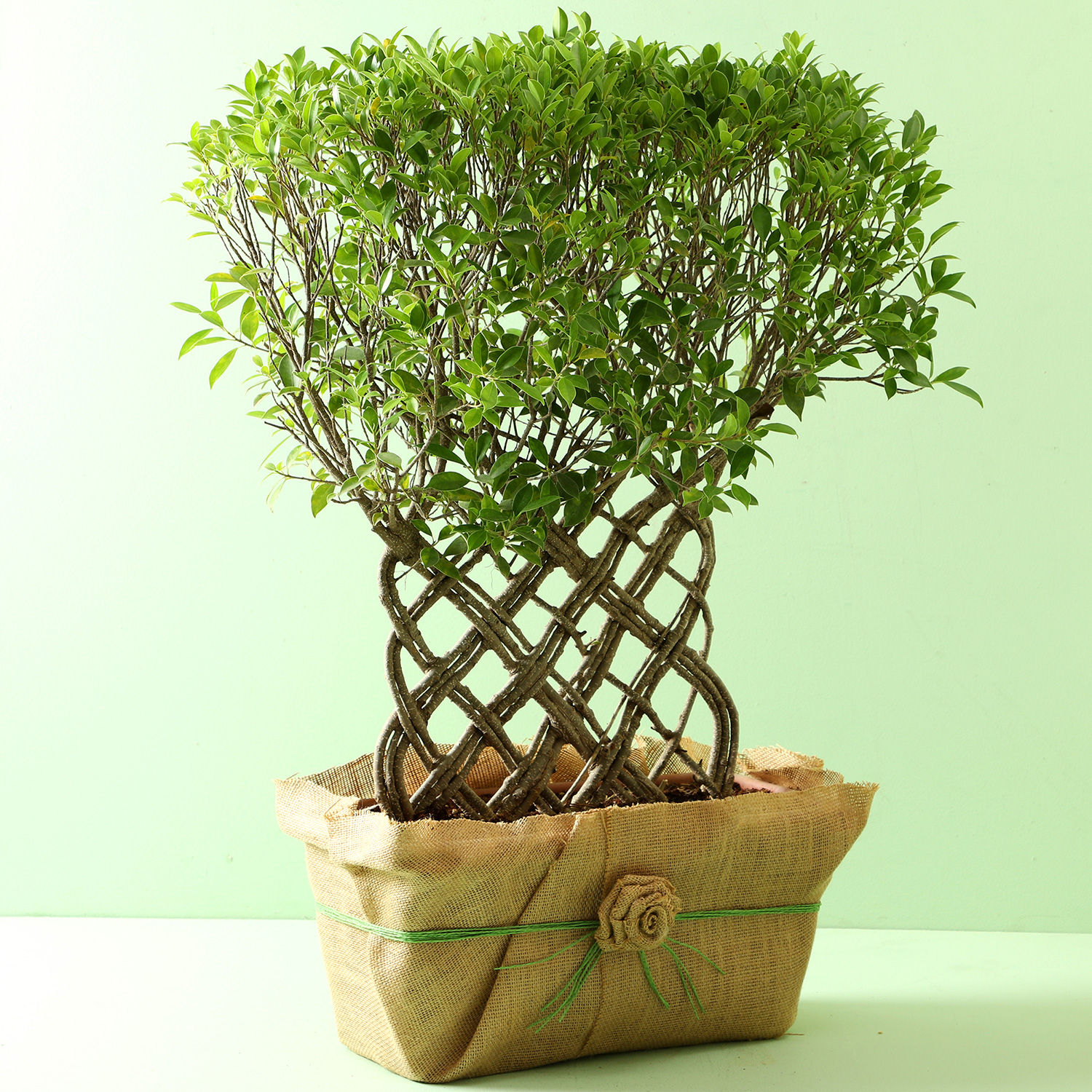 Ficus Crache Bonsai Plant Gift online ficus bonsai plant