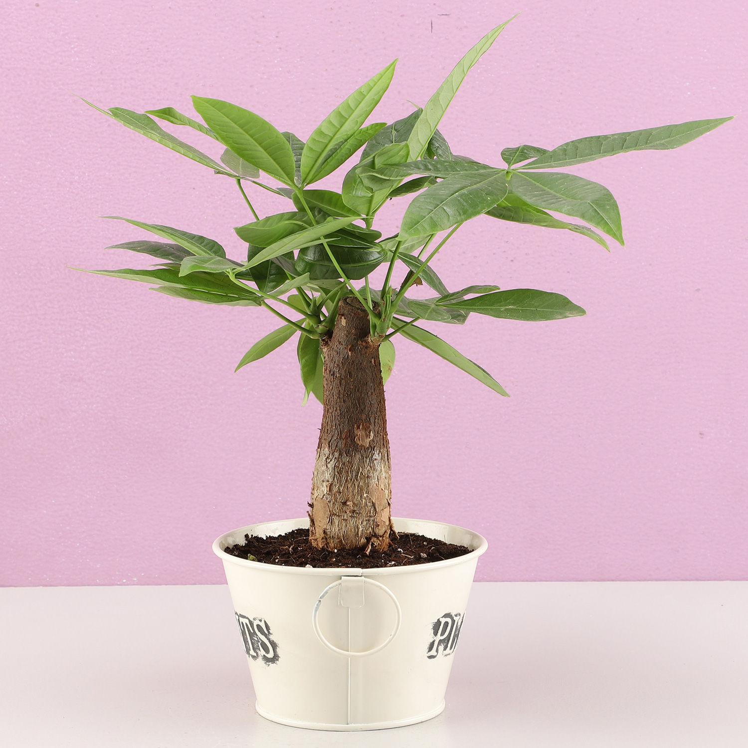Buy/Send Pachira Bonsai Plant In Off White Metal Pot Online Ferns N Petals