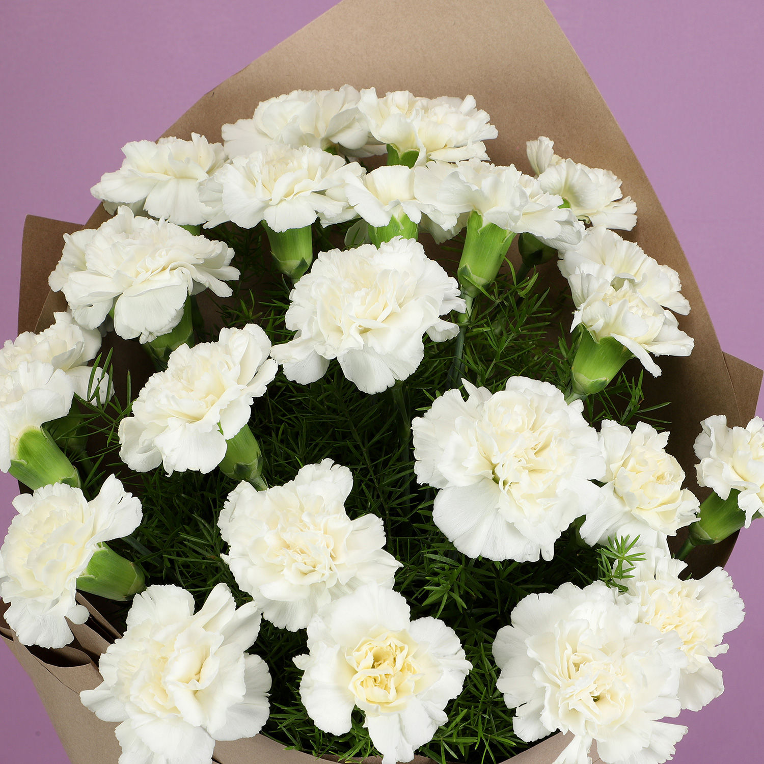 Buy Send Serene White Carnations Bouquet Online Ferns N Petals