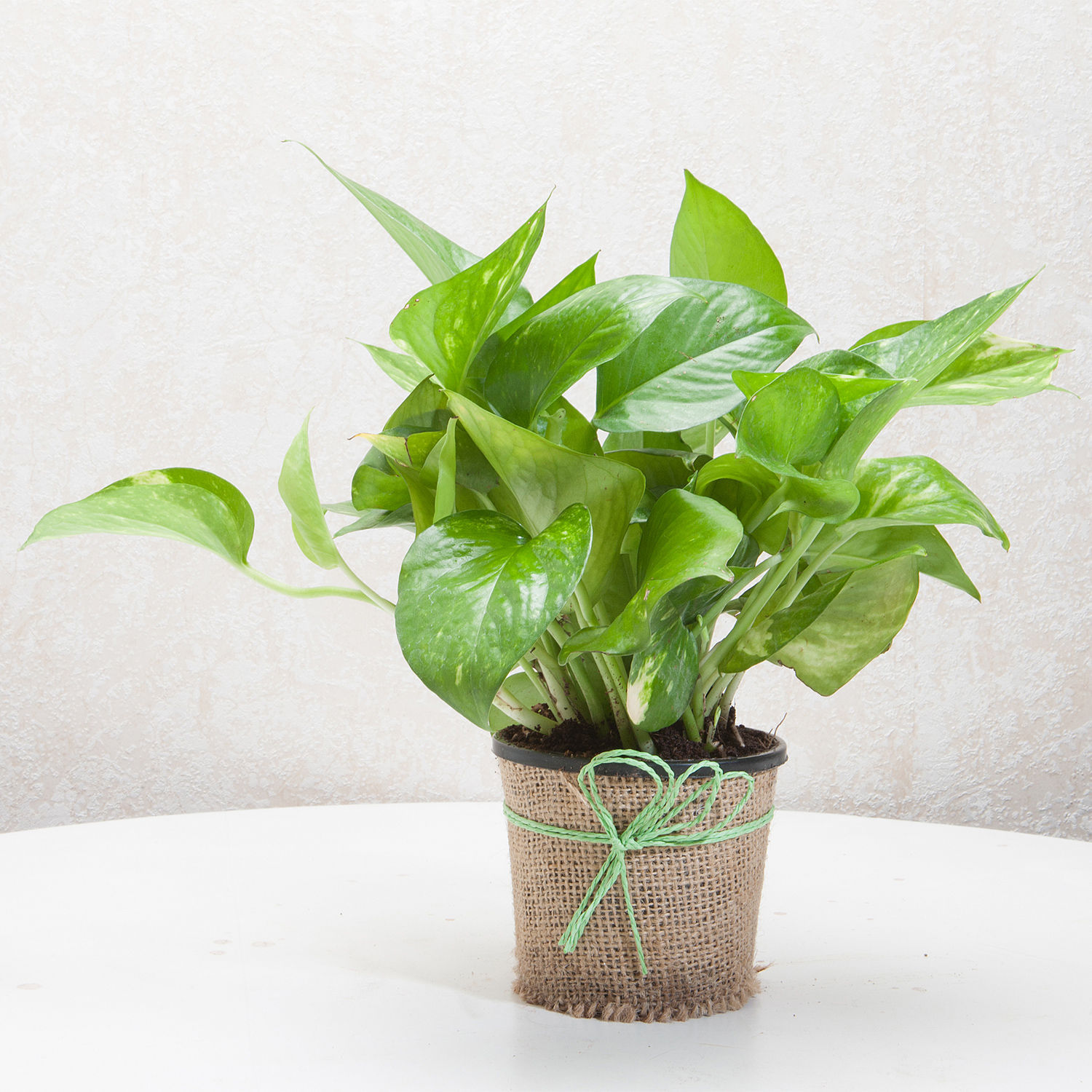 Money Plant in Jute Wrapped Pot Gift Plant in Jute Planter Online