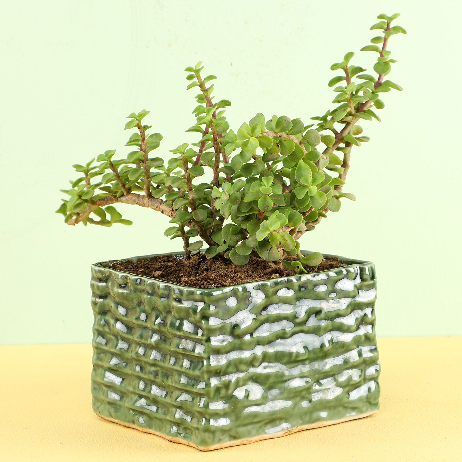 Buy/Send Jade Plant In Green Ceramic Pot Online Ferns N Petals