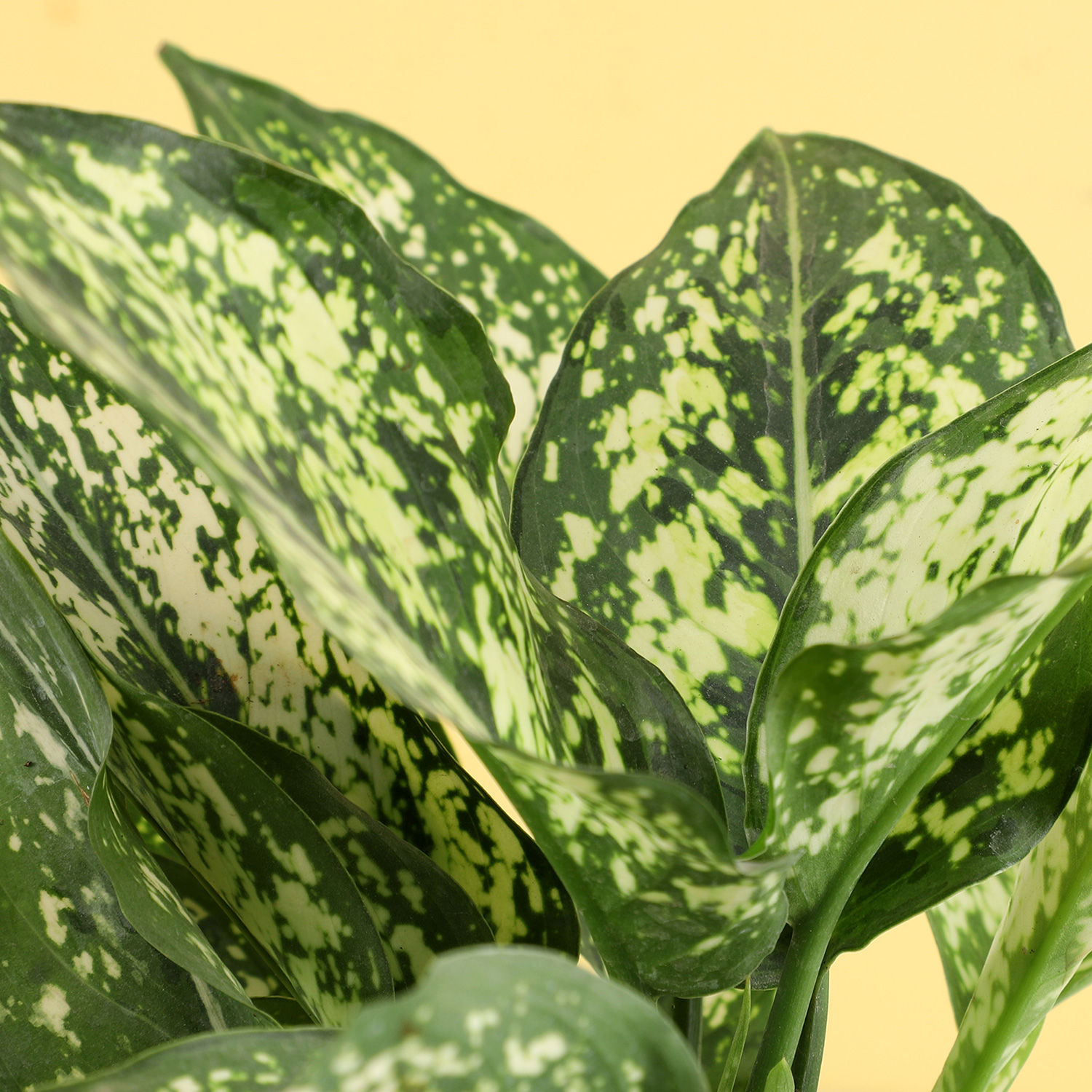 Buy/Send Aglaonema In Yellow Metal Pot Online- Ferns N Petals