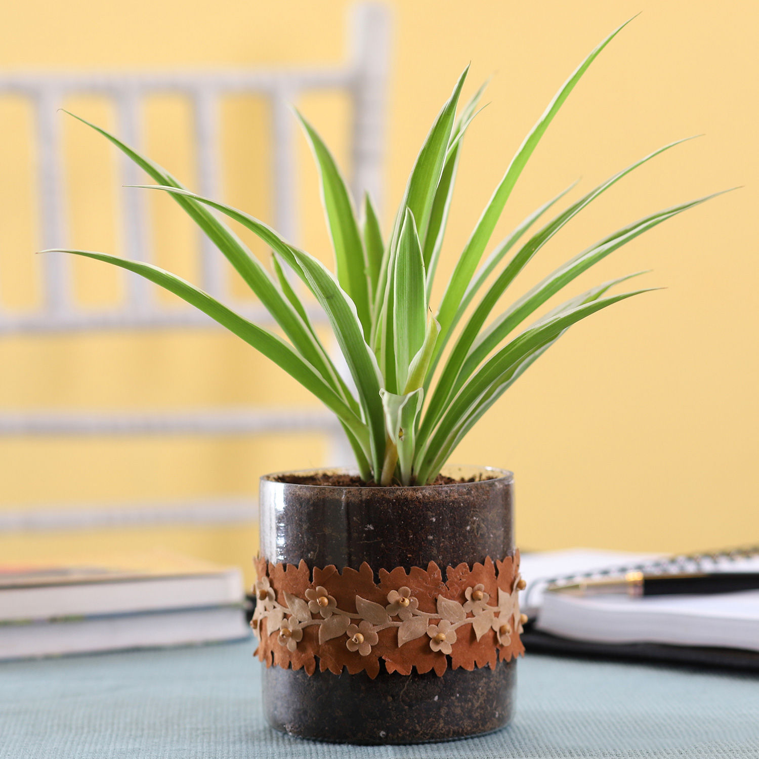 Buy/Send Spider Plant in Cylinder Glass Pot with Flower Lace Online