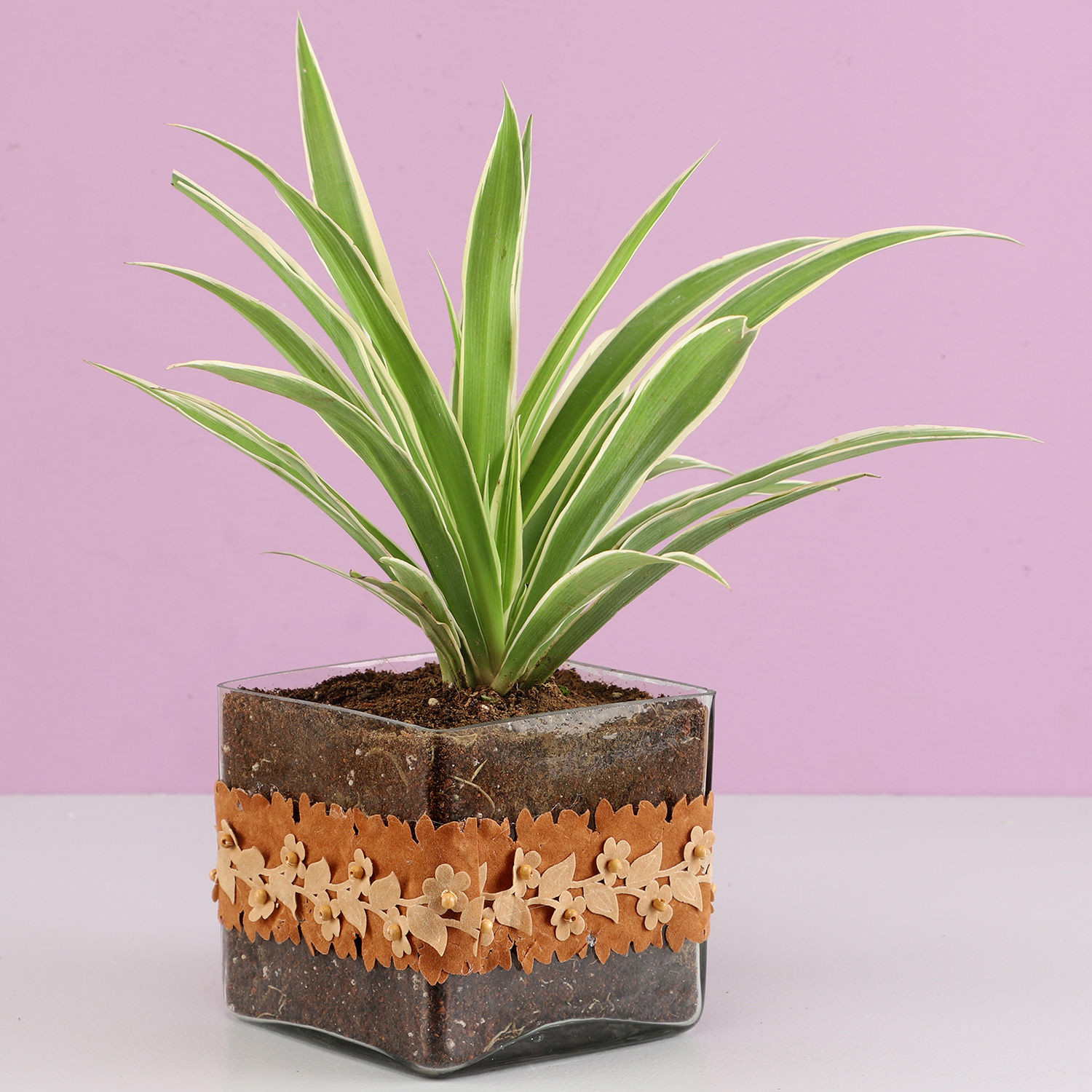 Buy/Send Spider Plant in Square Glass Pot with Flower Lace