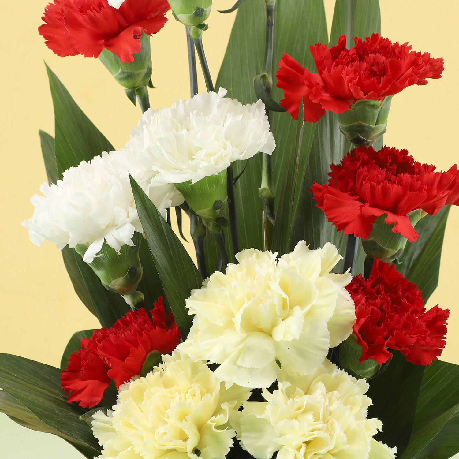 Buy Send Carnations Vase Arrangement Online Ferns N Petals