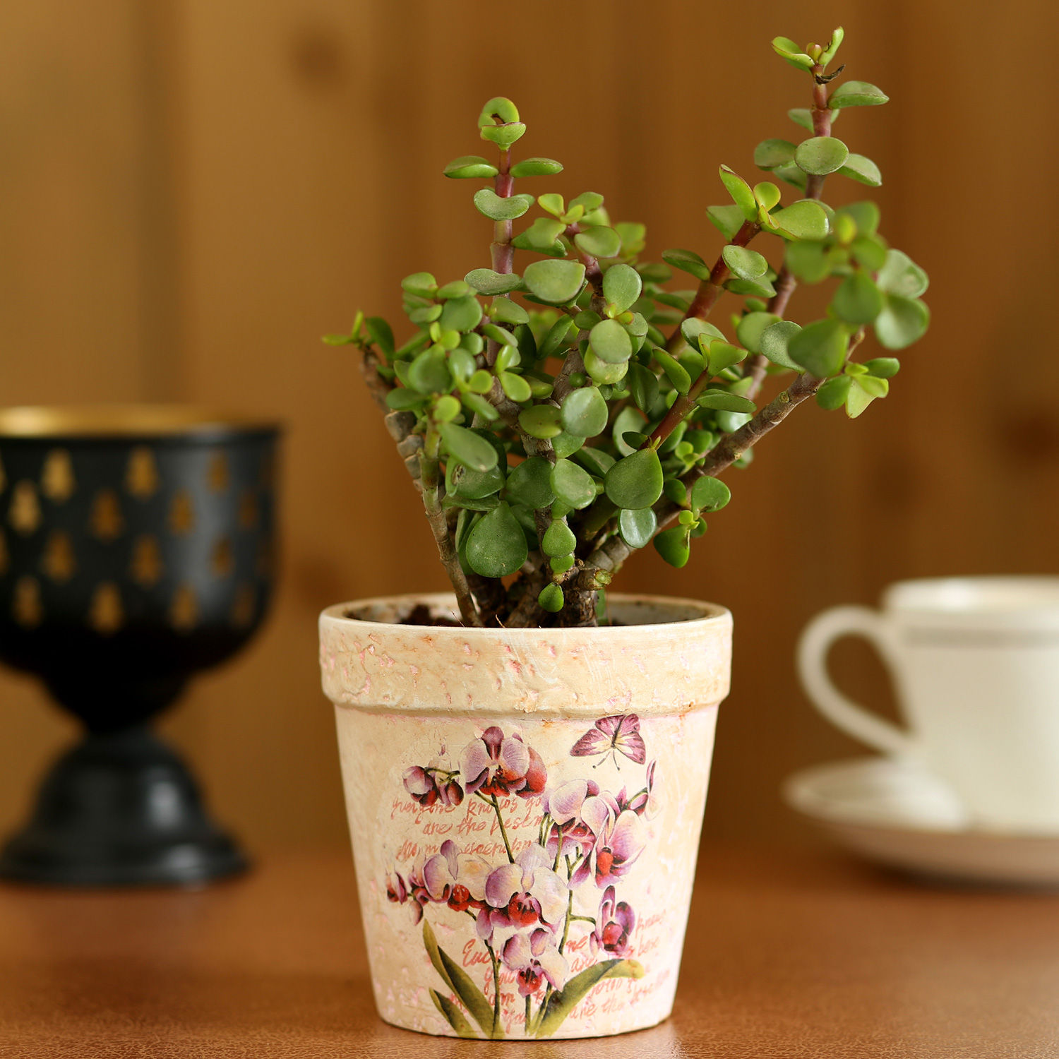 Buy/Send Jade Plant In Pink Ceramic Pot Online Ferns N Petals