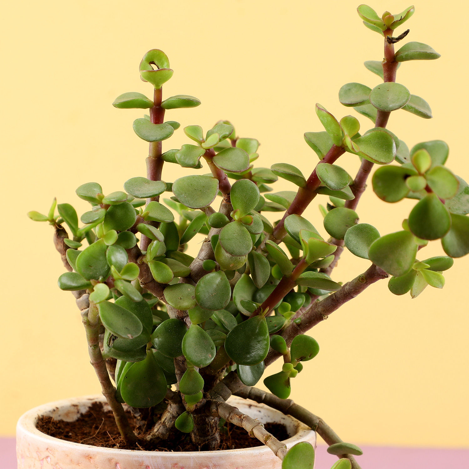 Buy/Send Jade Plant In Pink Ceramic Pot Online- Ferns N Petals