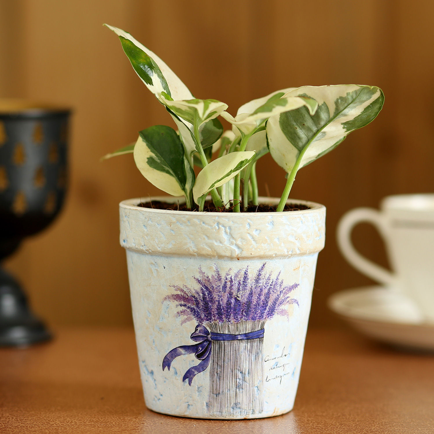 Buy/Send Pothos Plant In Purple Ceramic Pot Online- Ferns N Petals