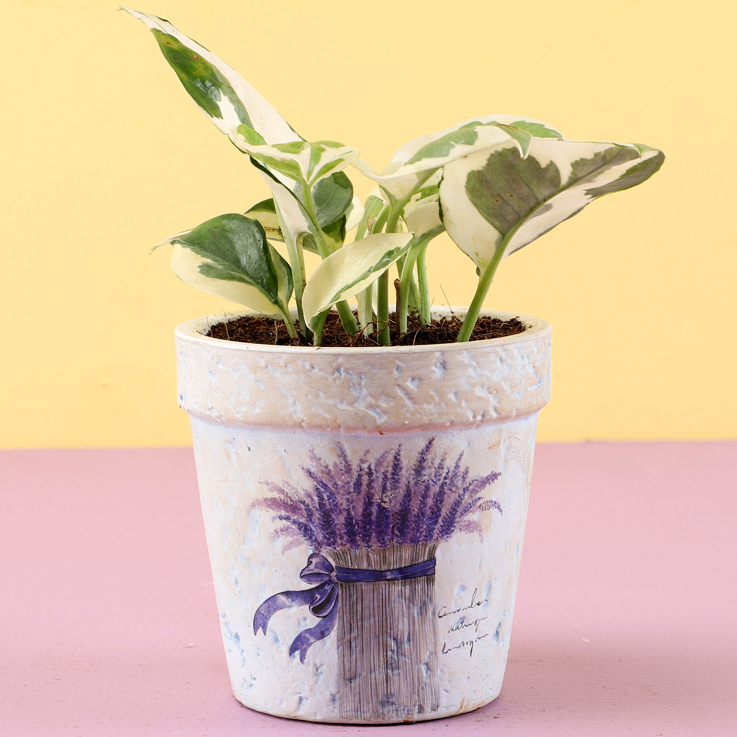 Buy/Send Pothos Plant In Purple Ceramic Pot Online- Ferns N Petals