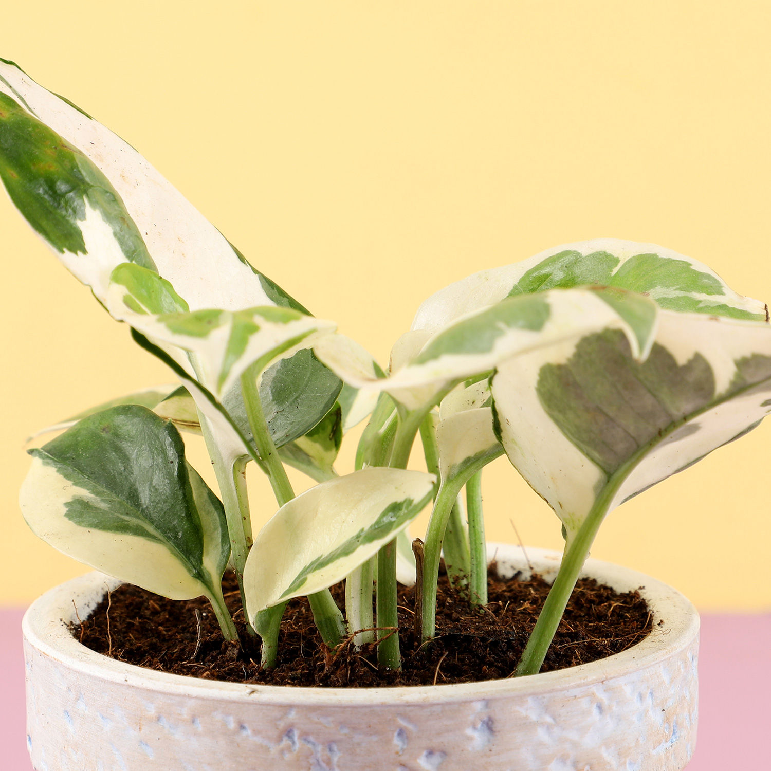 Buy/Send Pothos Plant In Purple Ceramic Pot Online- Ferns N Petals