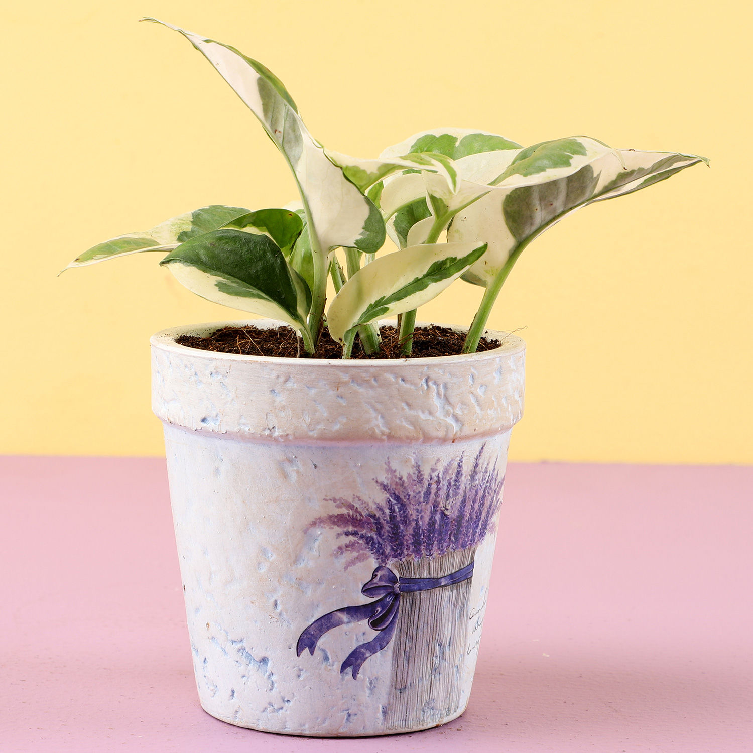 Buy/Send Pothos Plant In Purple Ceramic Pot Online- Ferns N Petals