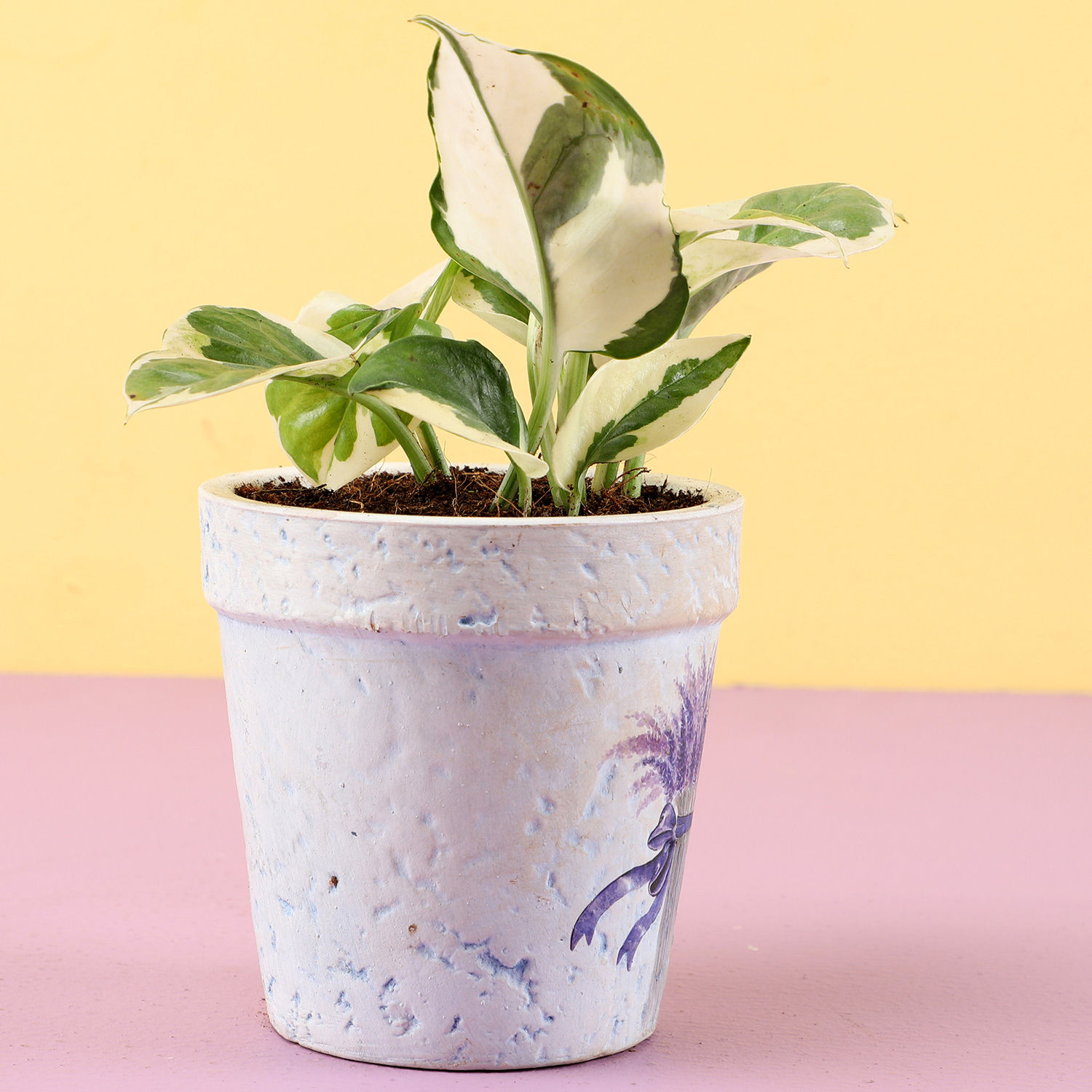 Buy/Send Pothos Plant In Purple Ceramic Pot Online- Ferns N Petals