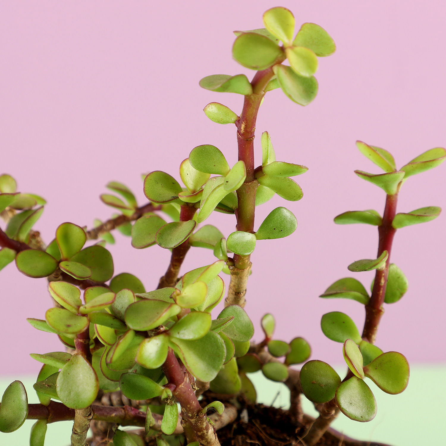 Buy Send Jade Plant In Purple Pot Online- Ferns N Petals