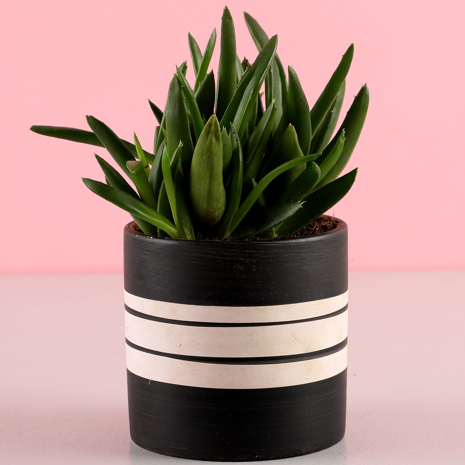 Buy/Send Pot of Mini Aloe Vera Plant Online Ferns N Petals