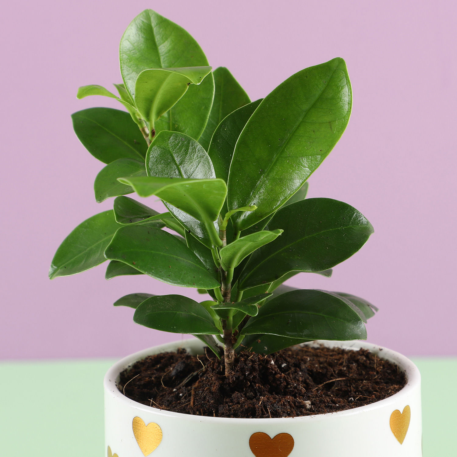 Buy/Send Ficus Plant in White Pot Online- Ferns N Petals