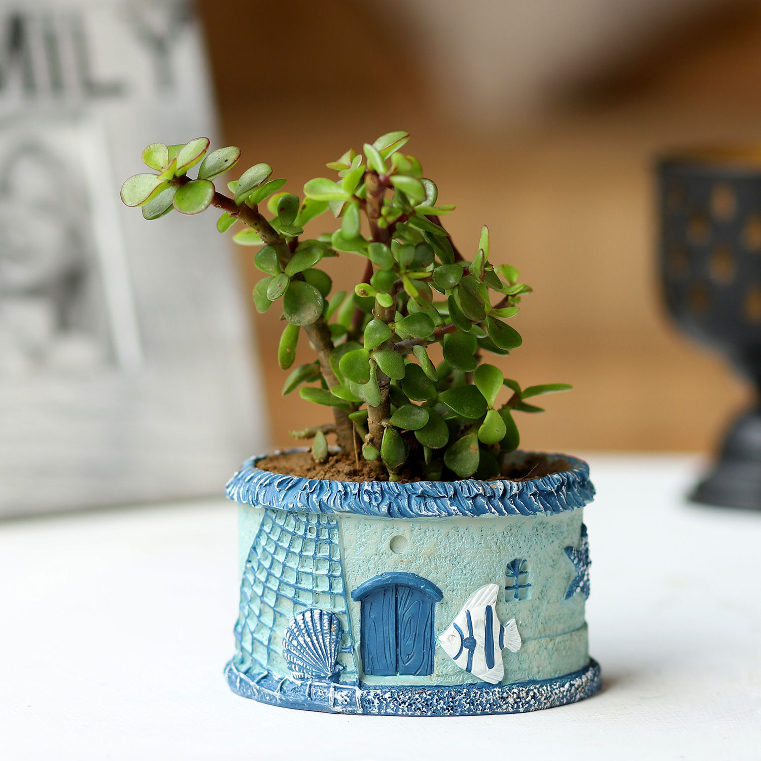 Buy/Send Potted Jade Plant Online Ferns N Petals