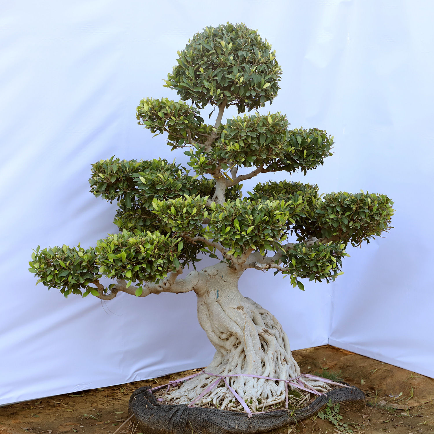 Buy/Send Original Ficus Bonsai Online Ferns N Petals