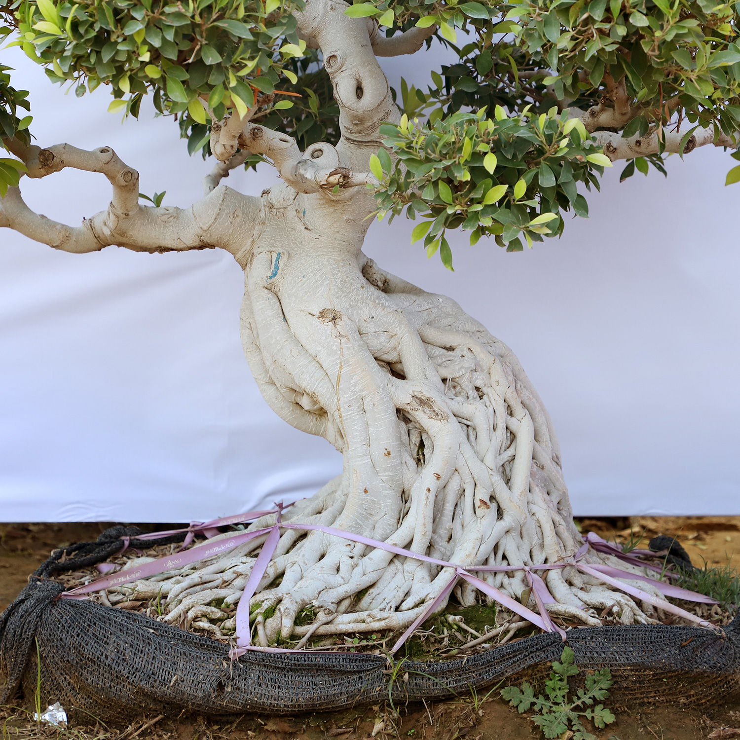 Buy/Send Original Ficus Bonsai Online- Ferns N Petals
