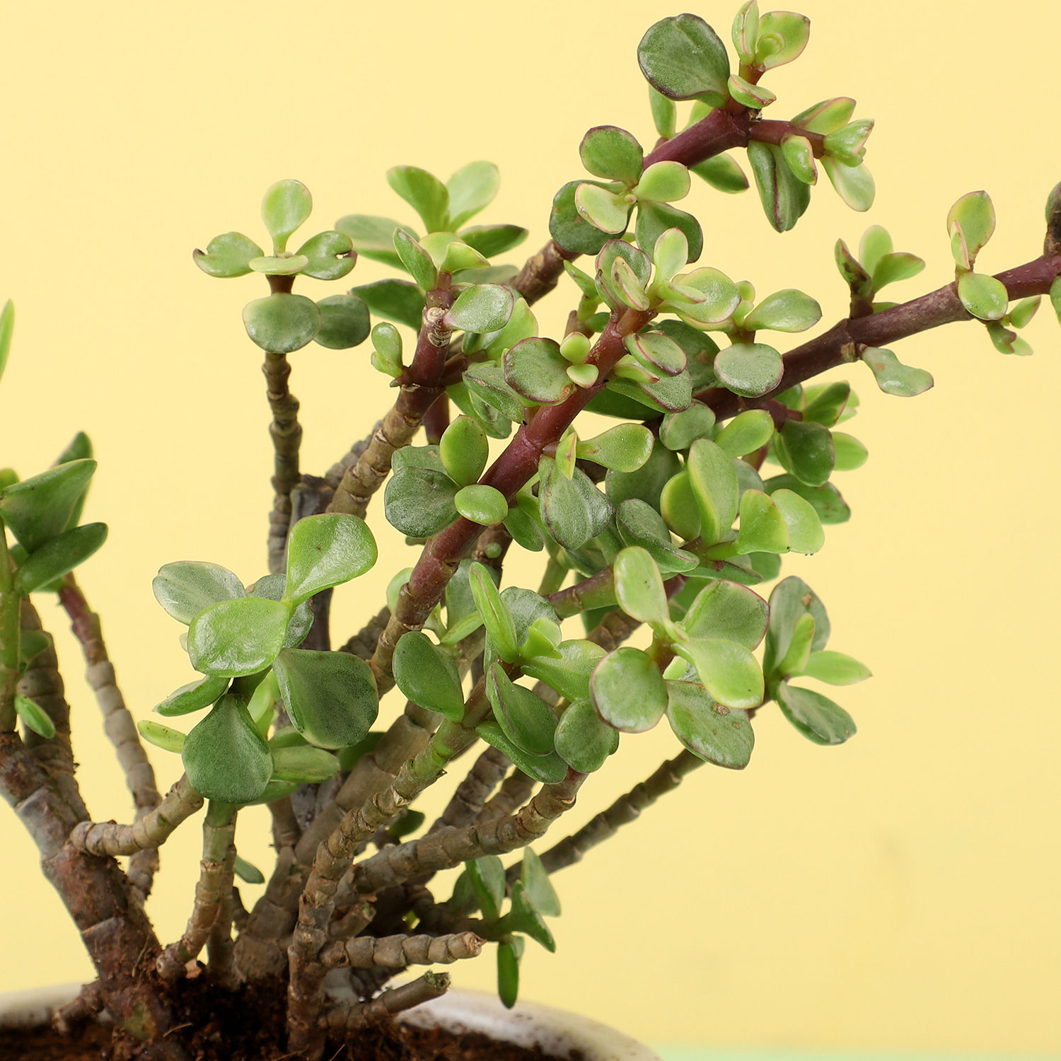 Buy/Send Jade Plant in Beige Ceramic Pot Online- Ferns N Petals