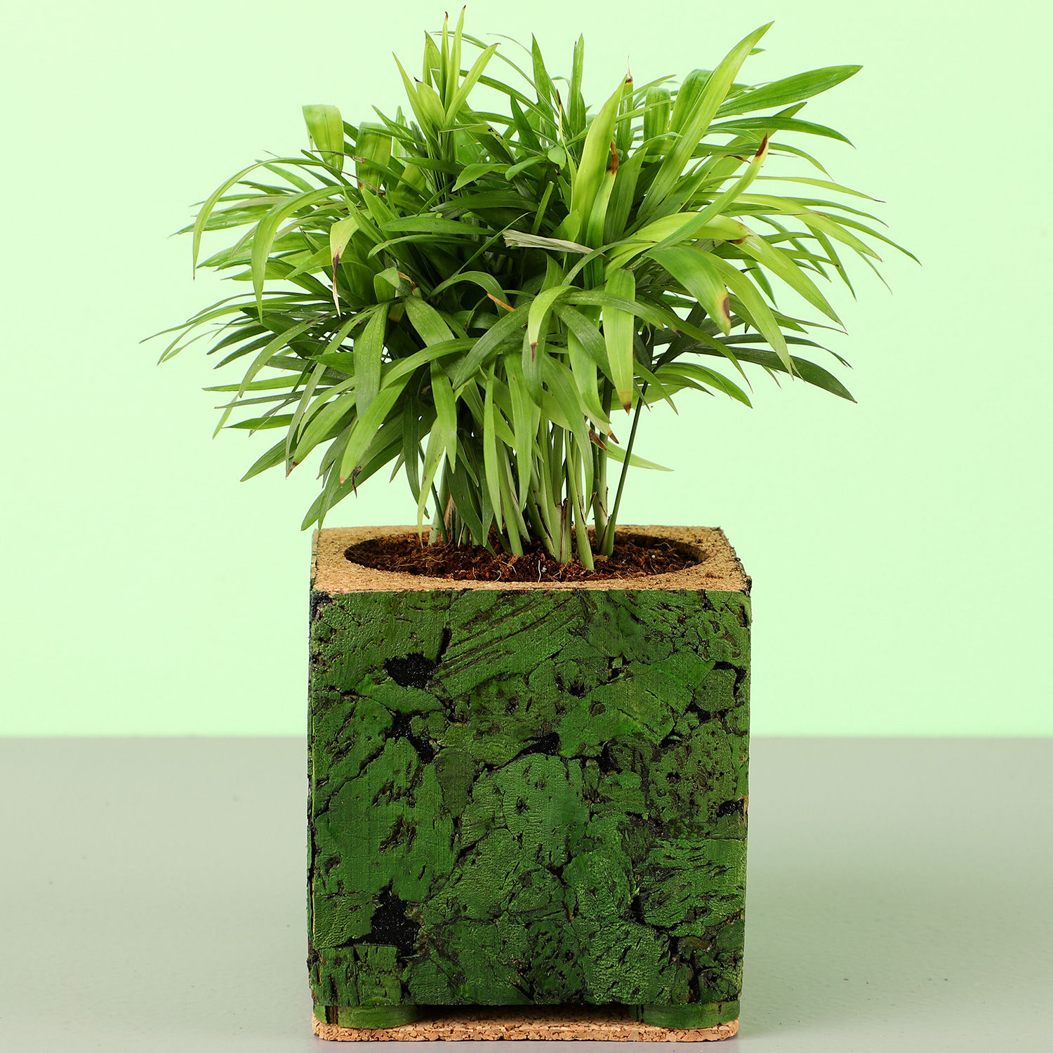 Buy/Send Chamaedorea Plant In Green Cork Planter Online Ferns N Petals