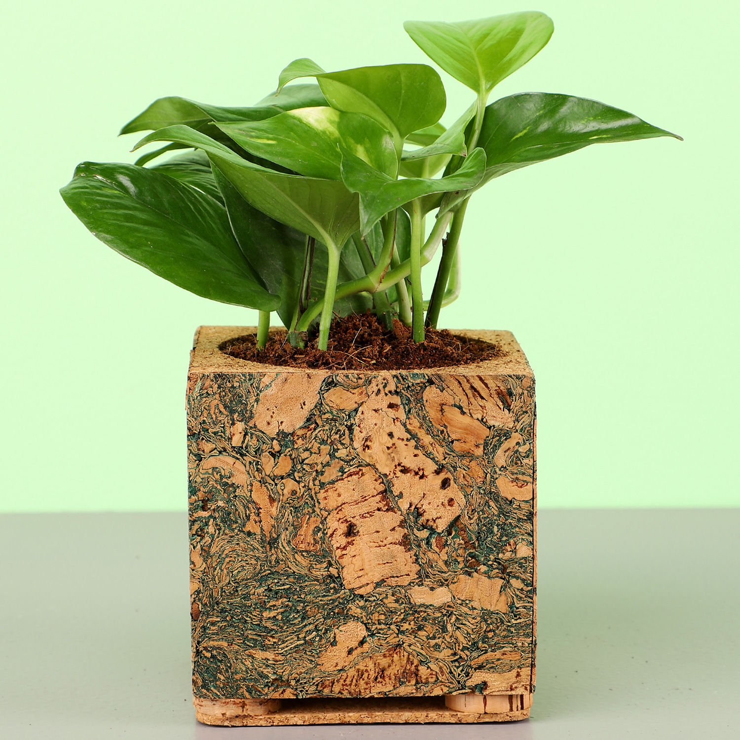 Buy/Send Money Plant In Square Cork Planter Online Ferns