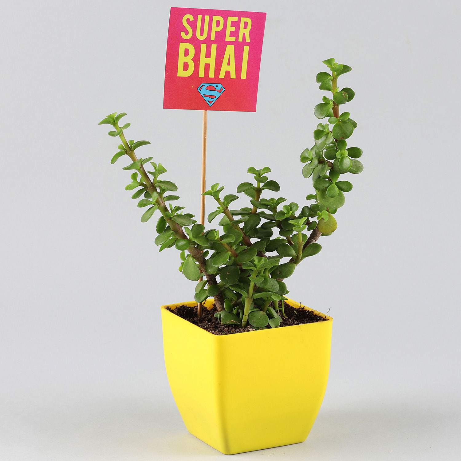 Buy/Send Jade Plant And Rudraksh Rakhi Online Ferns N Petals