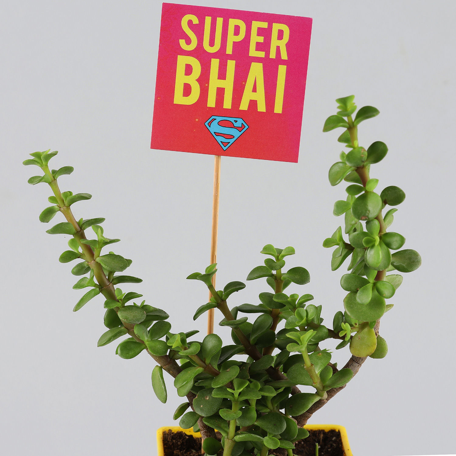 Buy/Send Jade Plant And Rudraksh Rakhi Online Ferns N Petals