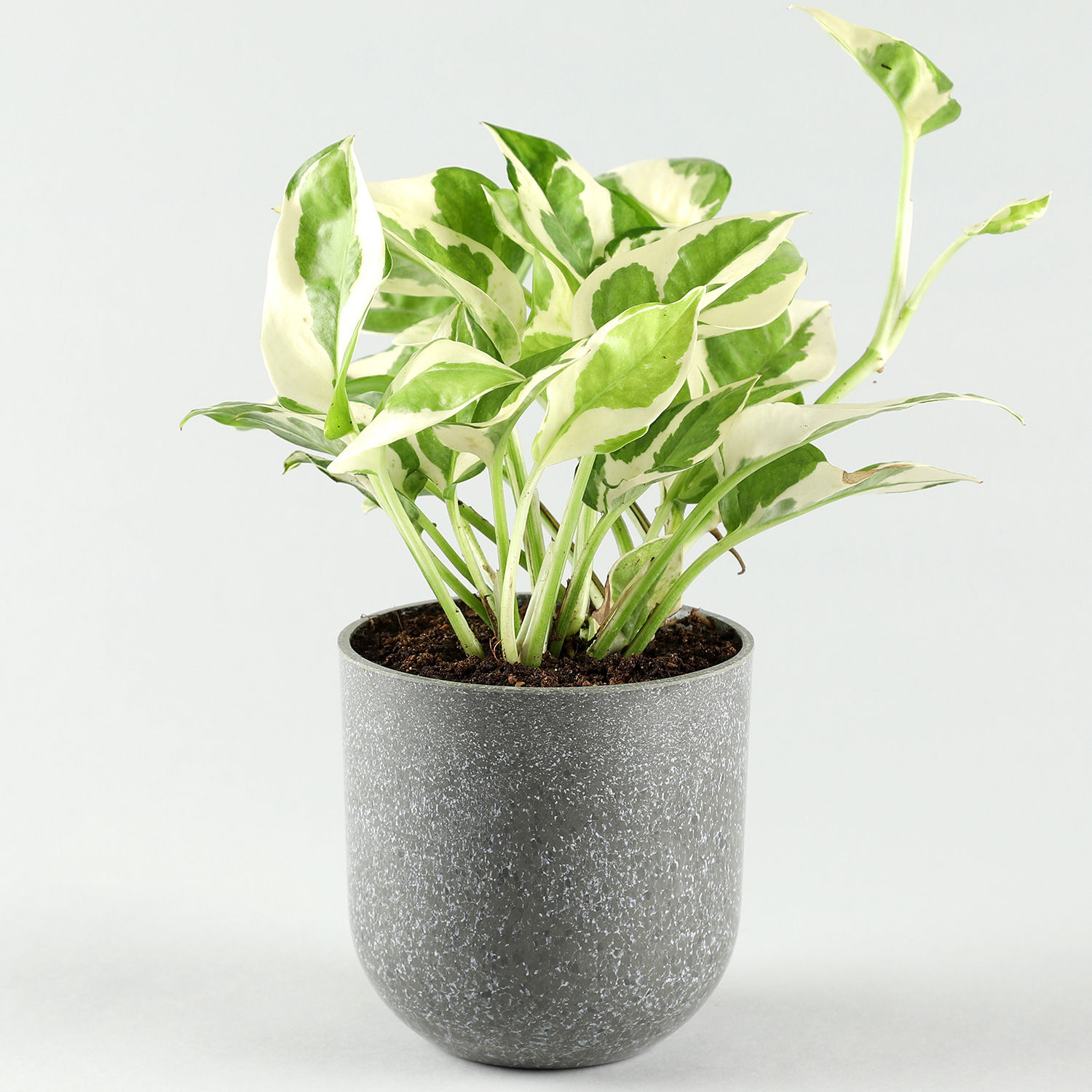 Buy/Send White Pothos Plant In Melamine Pot Online Ferns N Petals