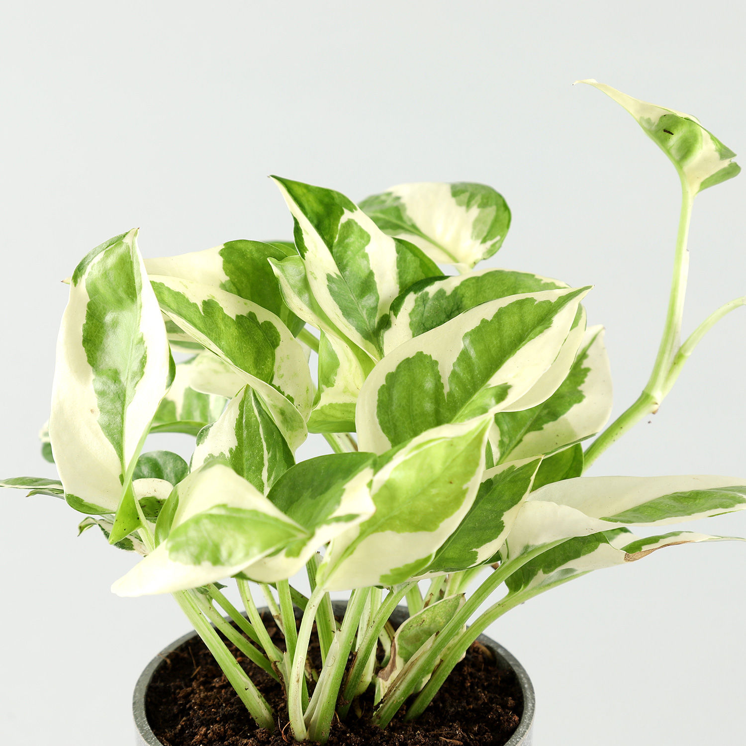 Buy/Send White Pothos Plant In Melamine Pot Online- Ferns N Petals