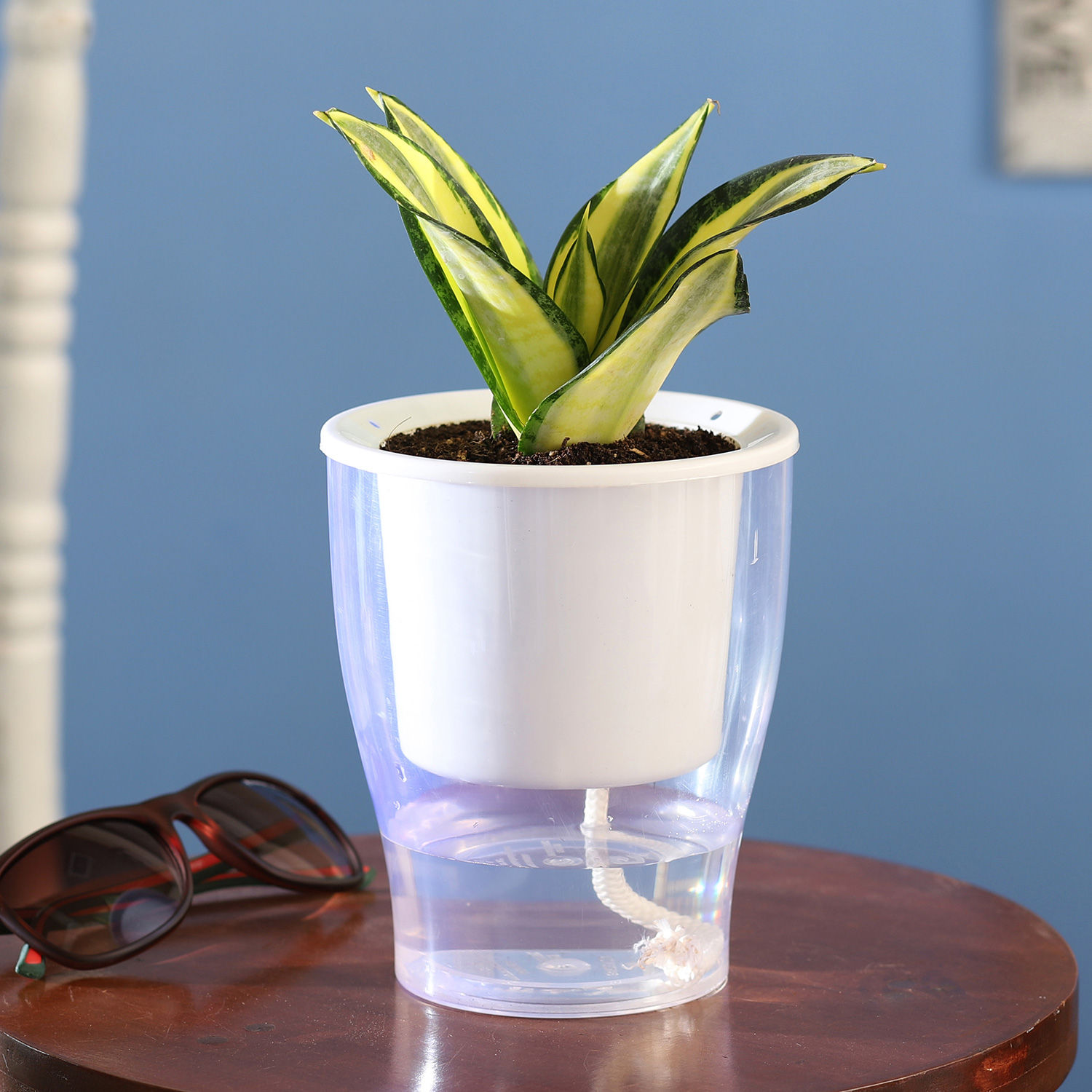 Buy/Send Lotus Sansevieria In Self Watering Pot Online Ferns N Petals