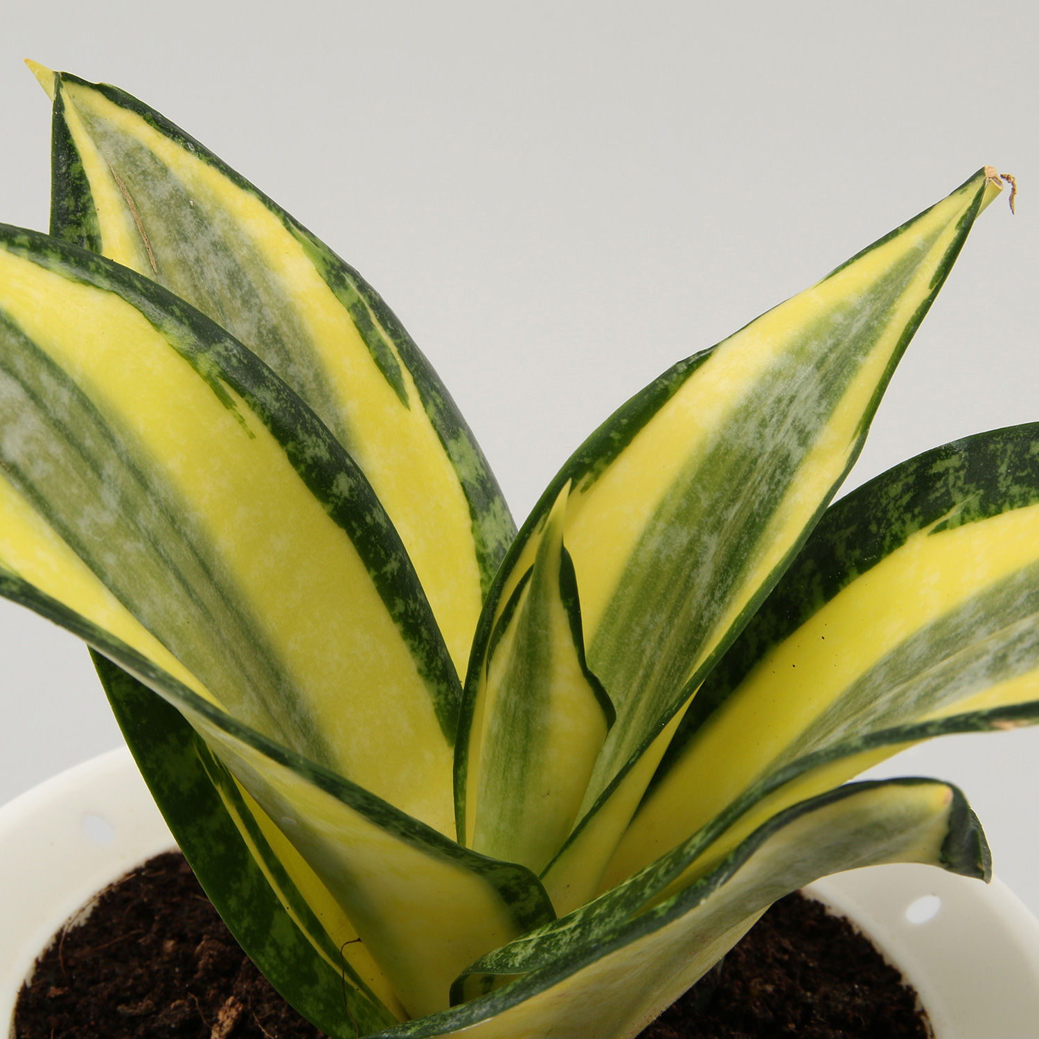 Buy/Send Lotus Sansevieria In Self Watering Pot Online Ferns N Petals