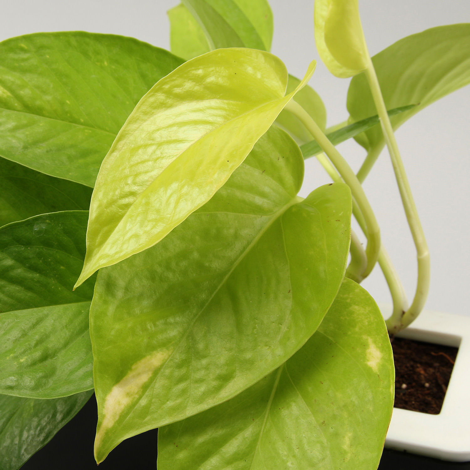 Buy/Send Money Plant In Black UV Pot Online Ferns N Petals