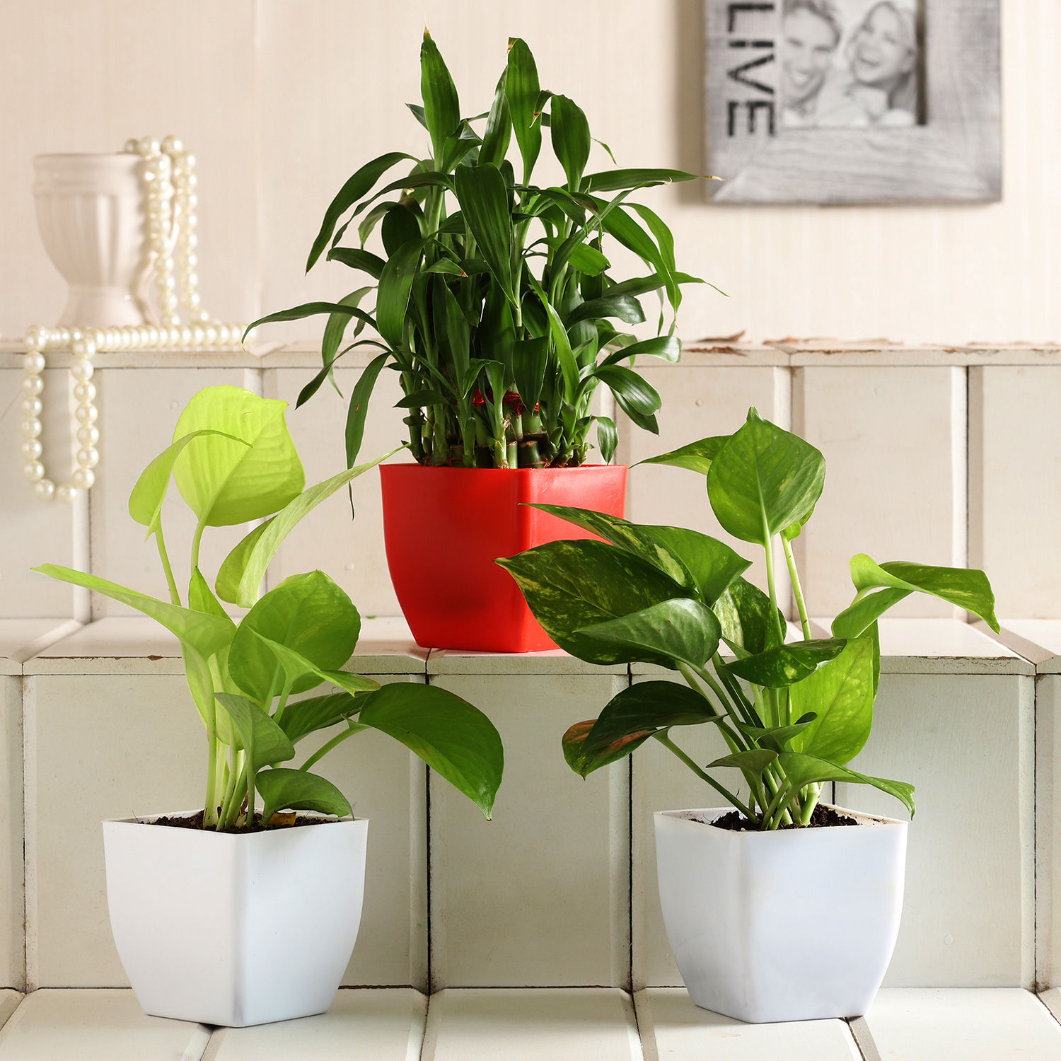 Buy/Send Lucky Bamboo & Money Plant Set Online Ferns N Petals