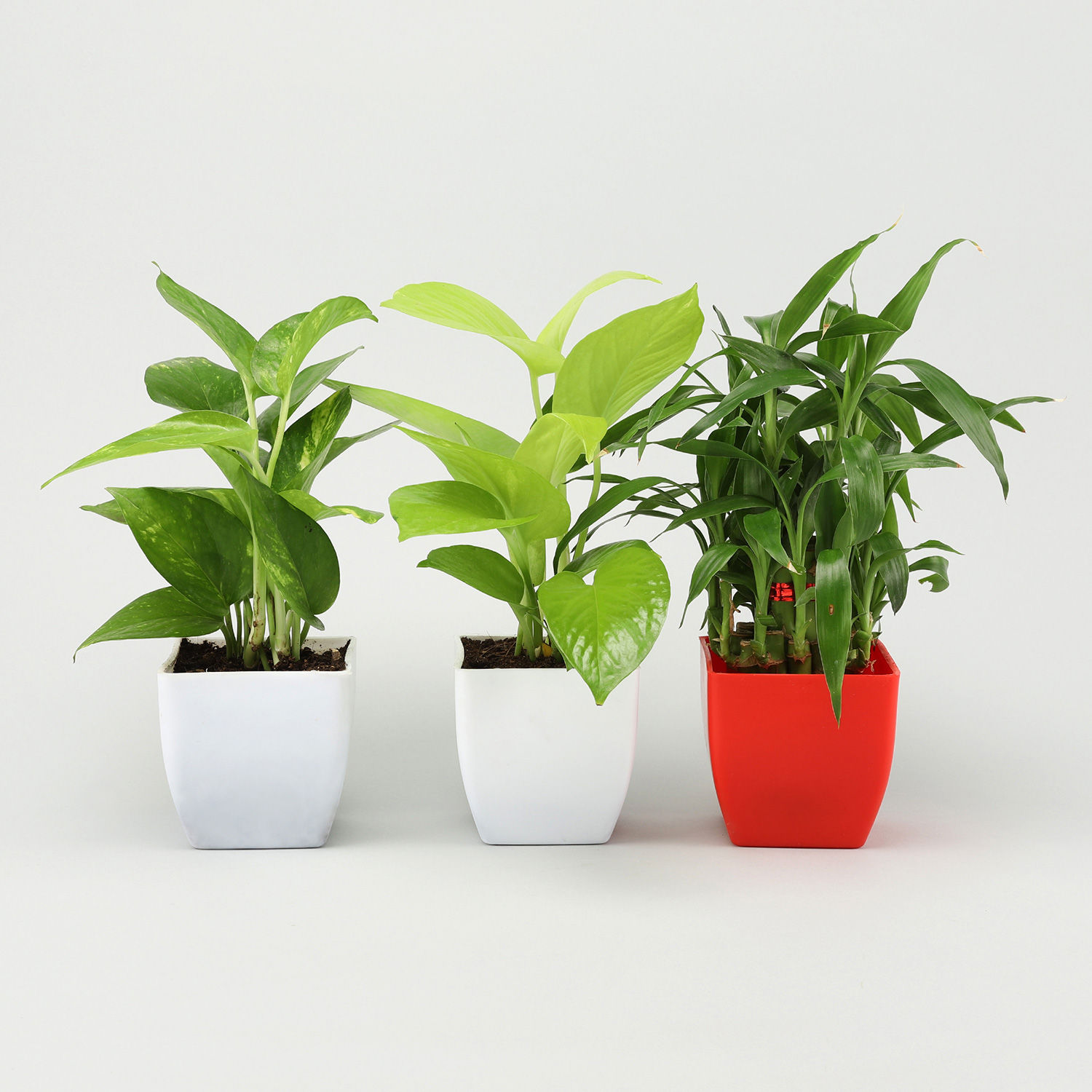 Buy/Send Lucky Bamboo &amp; Money Plant Set Online Ferns N Petals