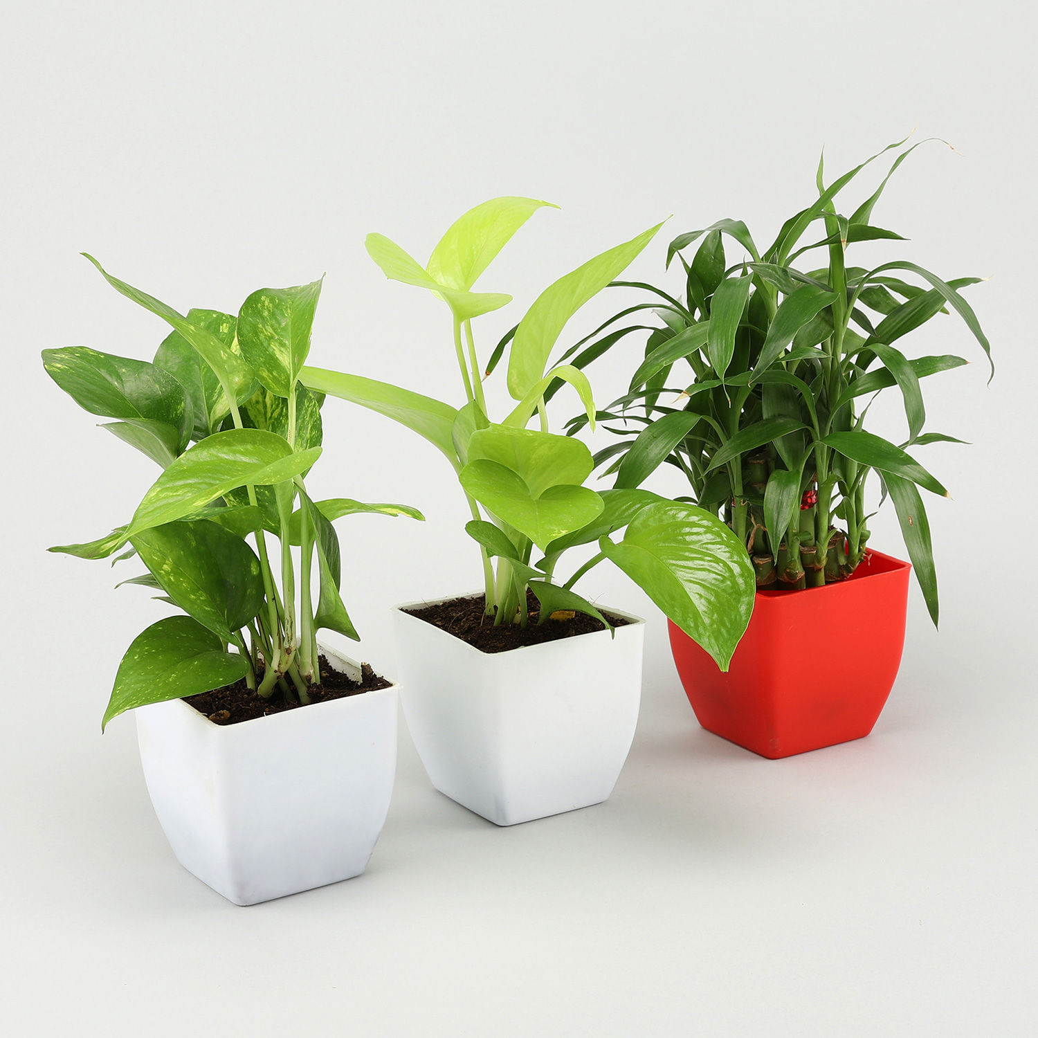 Buy/Send Lucky Bamboo &amp; Money Plant Set Online Ferns N Petals