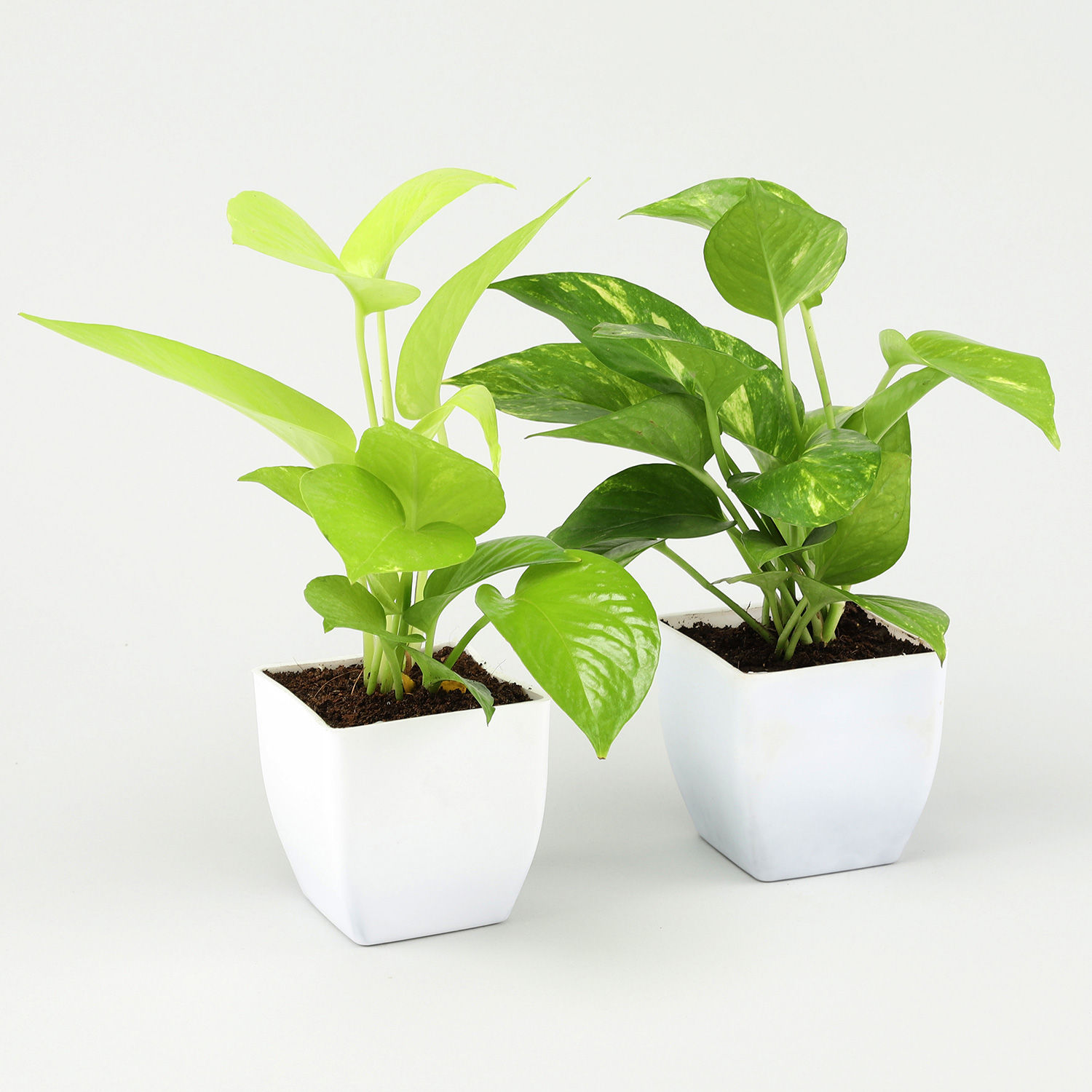 Buy/Send Lucky Bamboo & Money Plant Set Online- Ferns N Petals