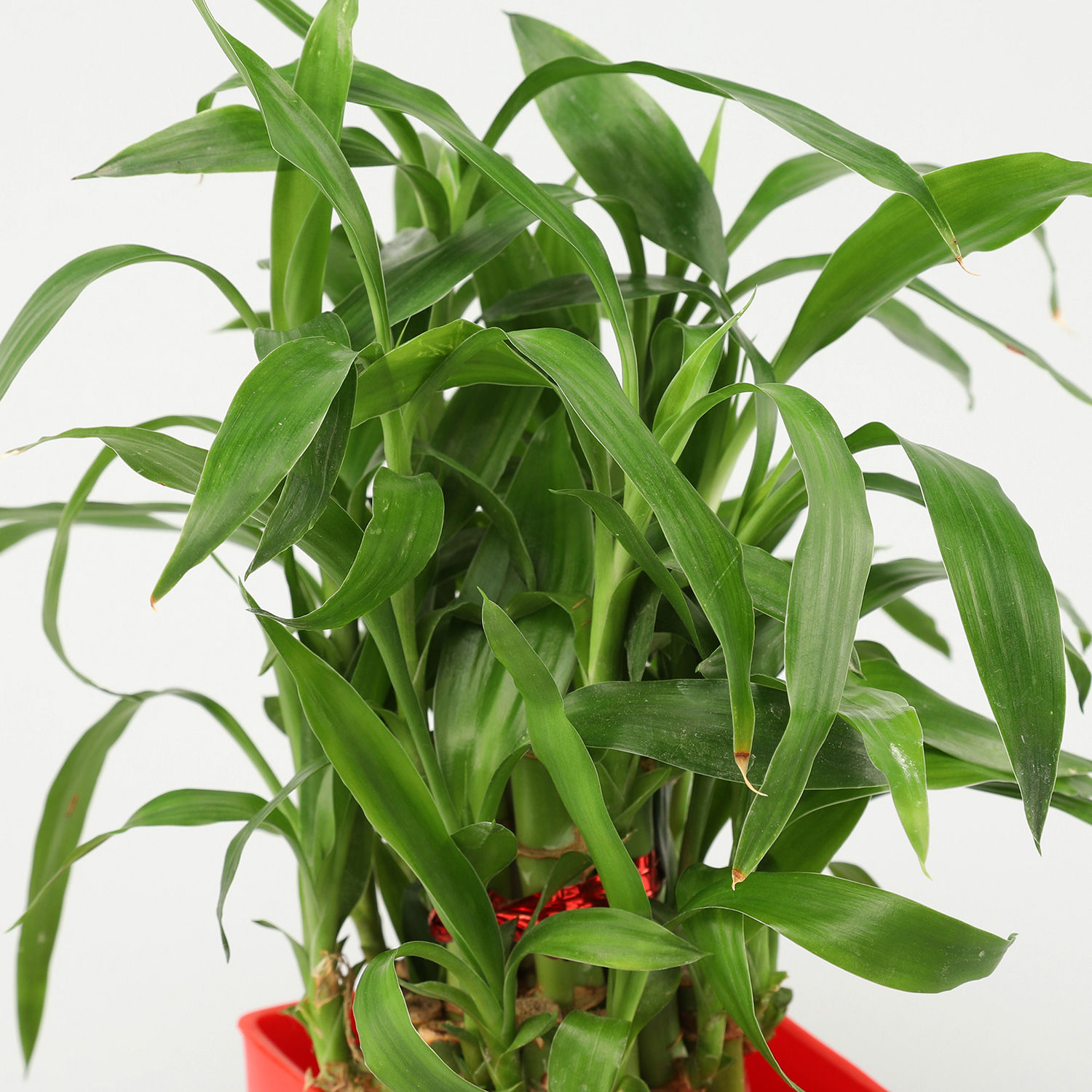 Buy/Send Lucky Bamboo &amp; Money Plant Set Online Ferns N Petals