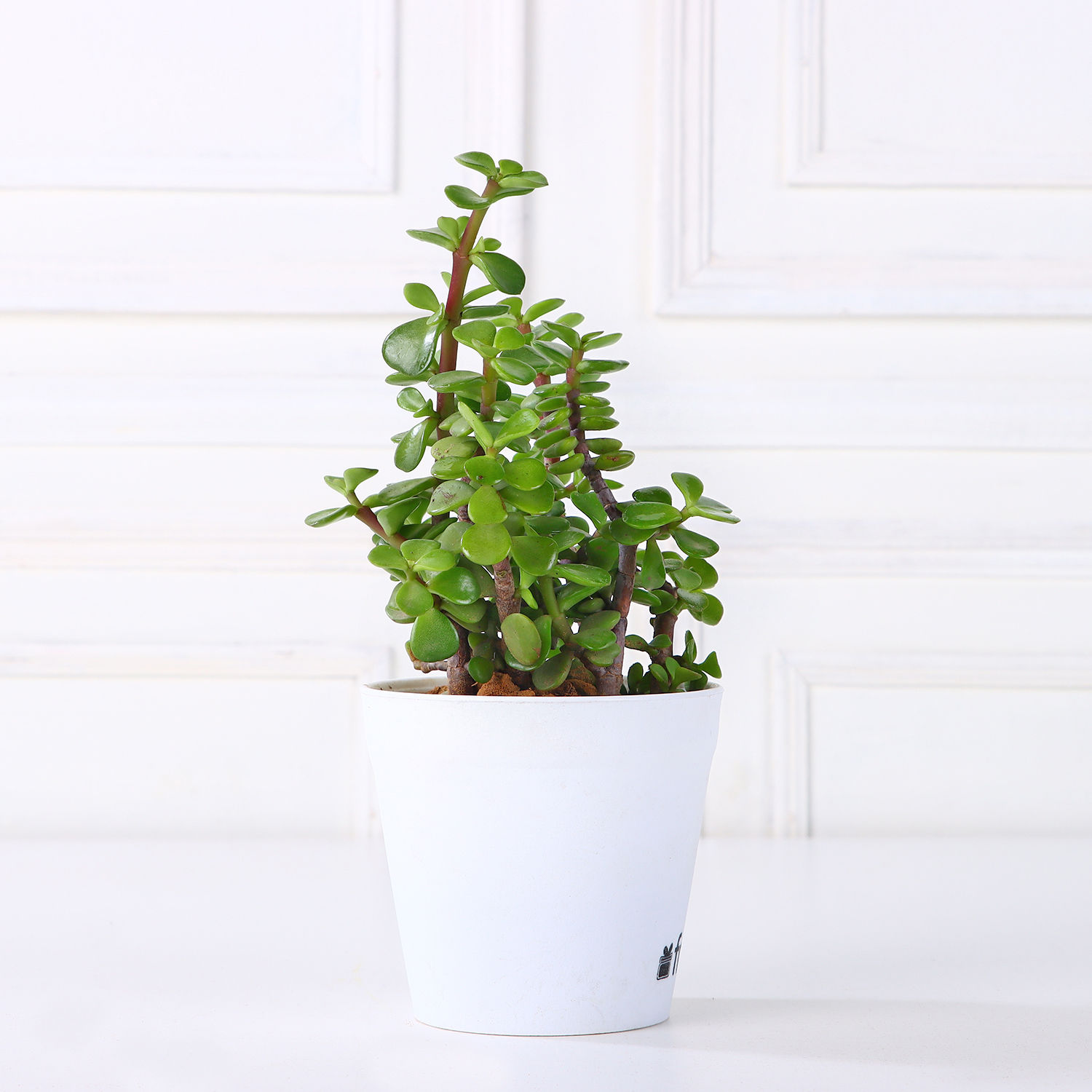 Buy/Send Money, Bamboo & Jade Plant Set Online- Ferns N Petals