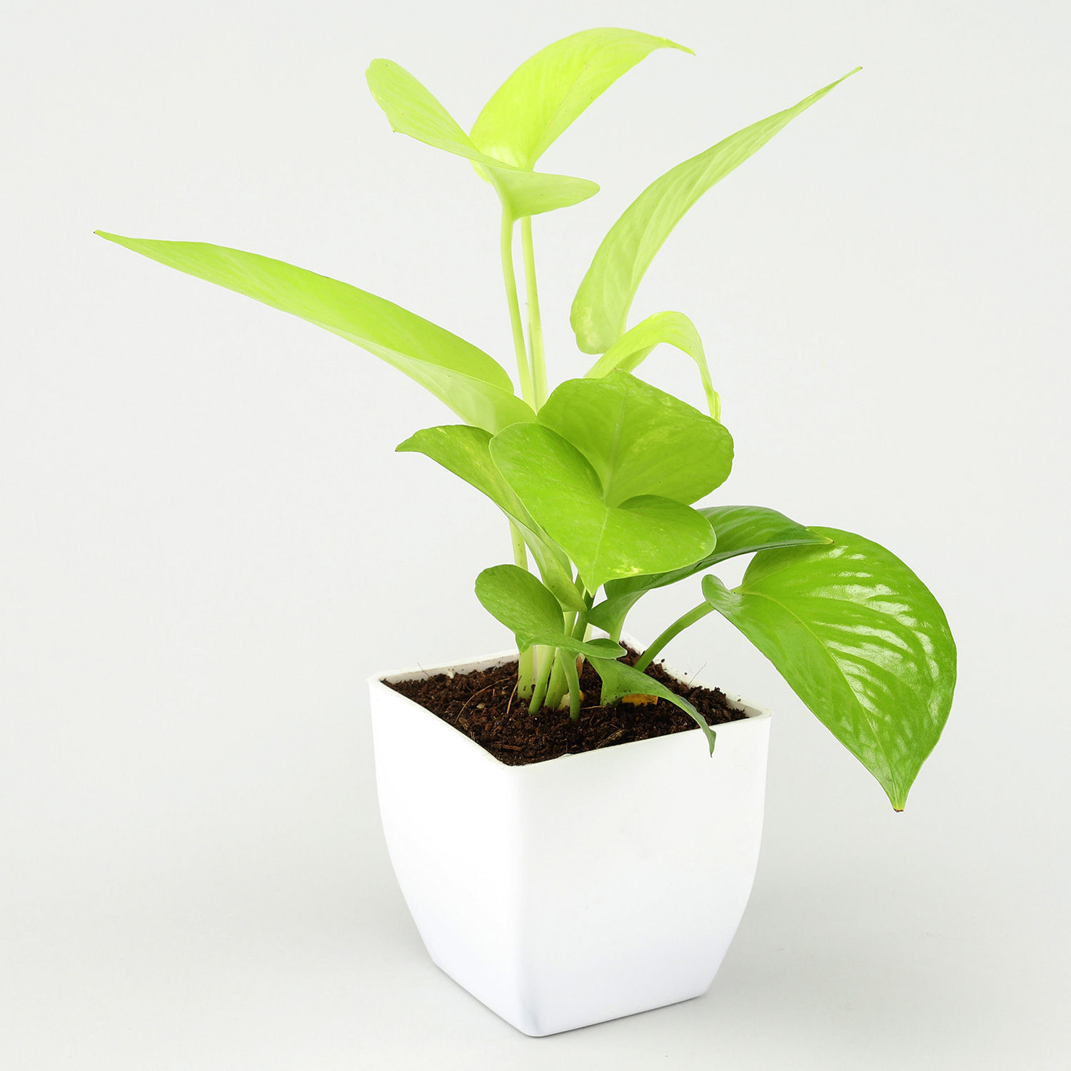 Buy/Send Money Plant White Pot Combo Online- Ferns N Petals