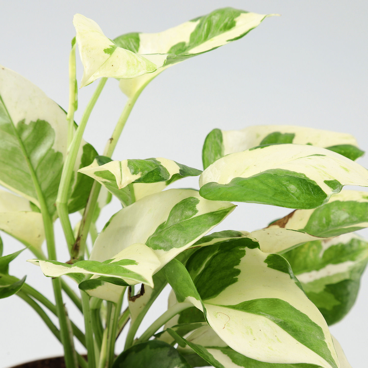 Buy/Send White Pothos Plant In Designer Metal Pot Online- Ferns N Petals