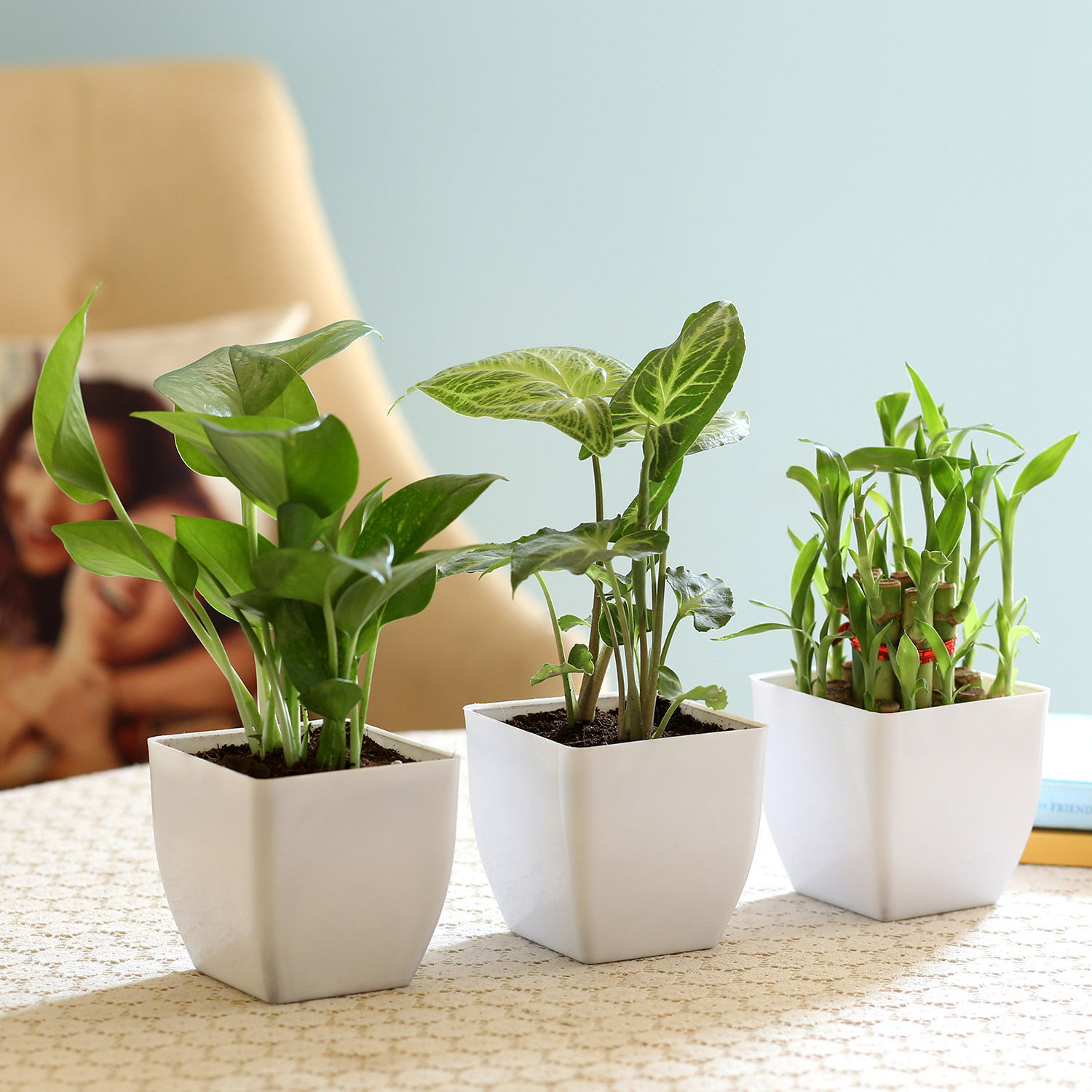 Buy/Send Leafy Lucky Plants Combo Online Ferns N Petals