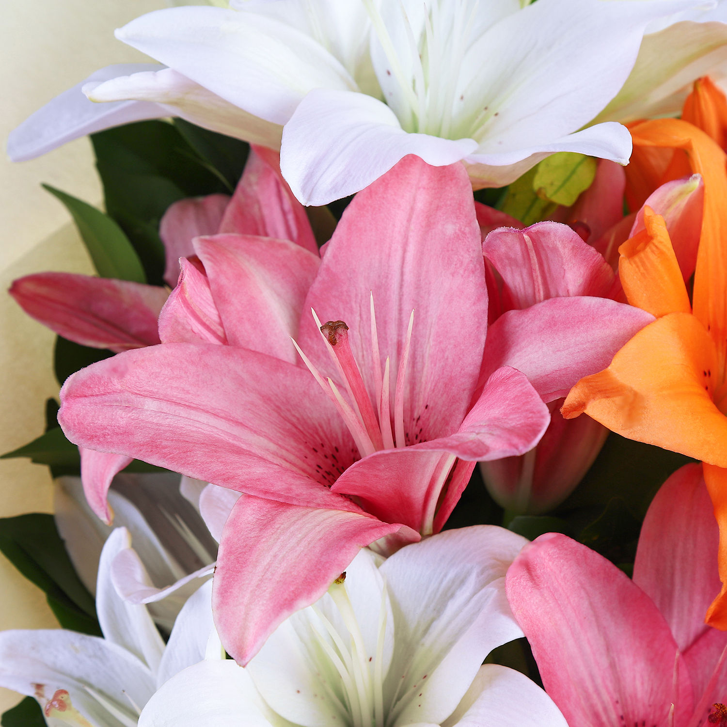 Buy Send Attractive Mixed Asiatic Lilies Bunch Online Ferns N Petals