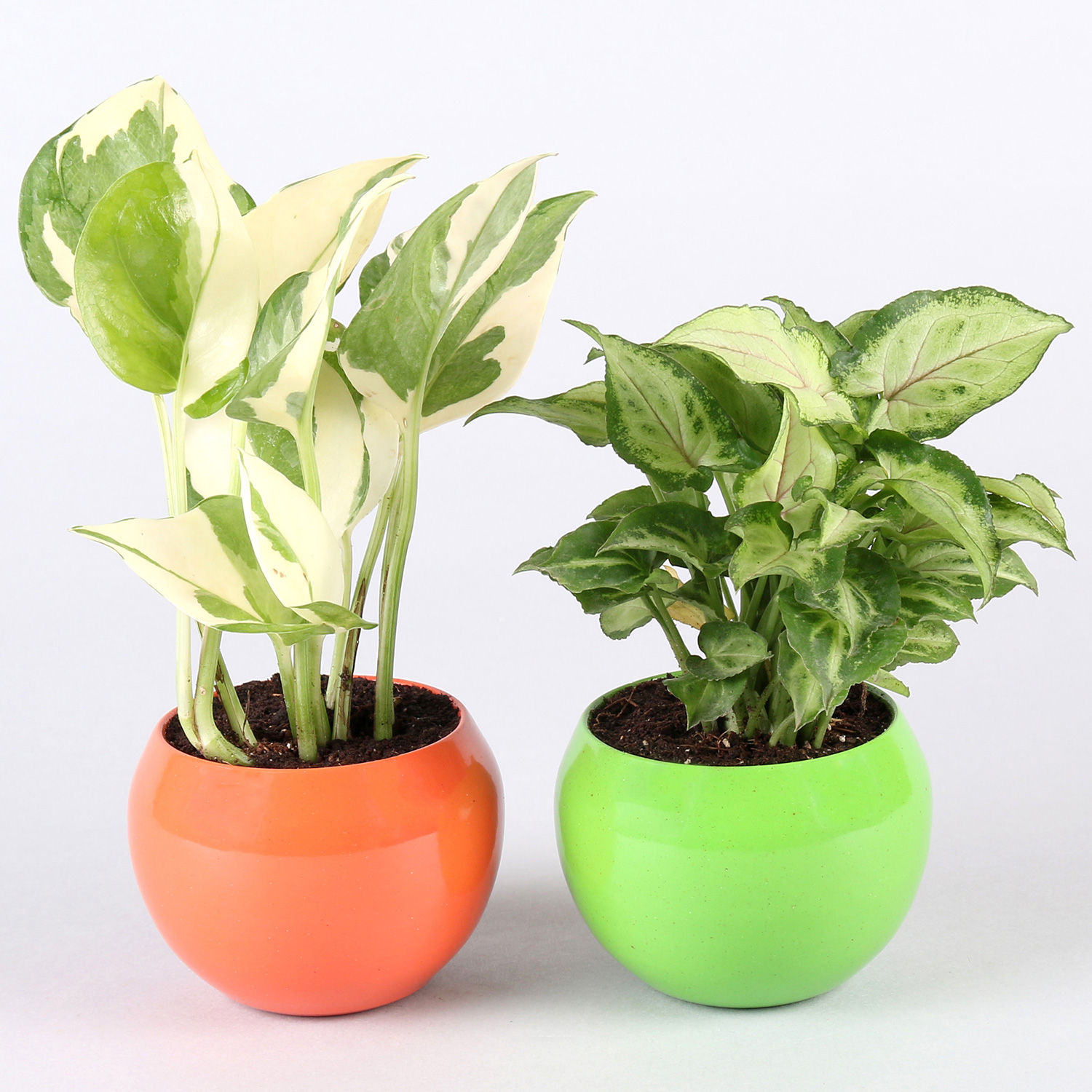 Buy/Send White Pothos &amp; Syngonium Plant Combo Online