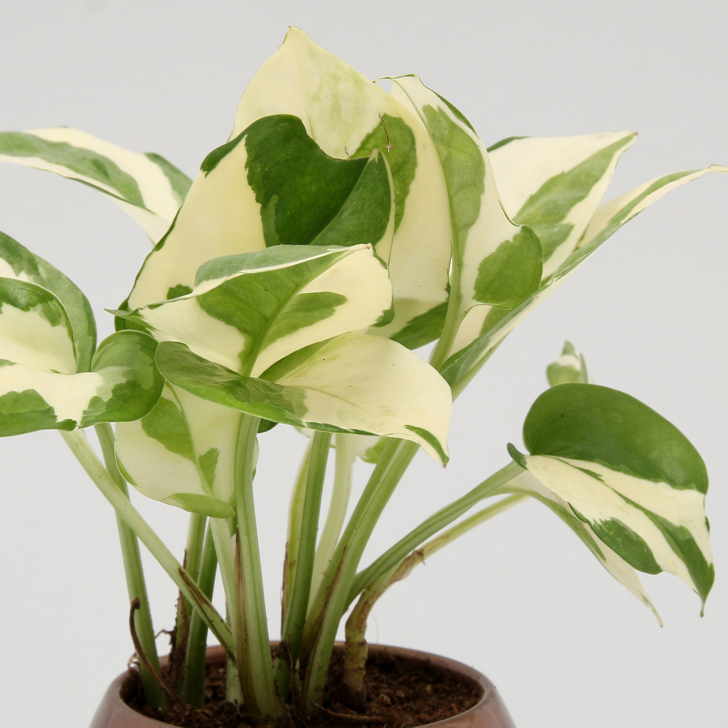 Buy/Send White Pothos &amp; Syngonium Plant Combo Online