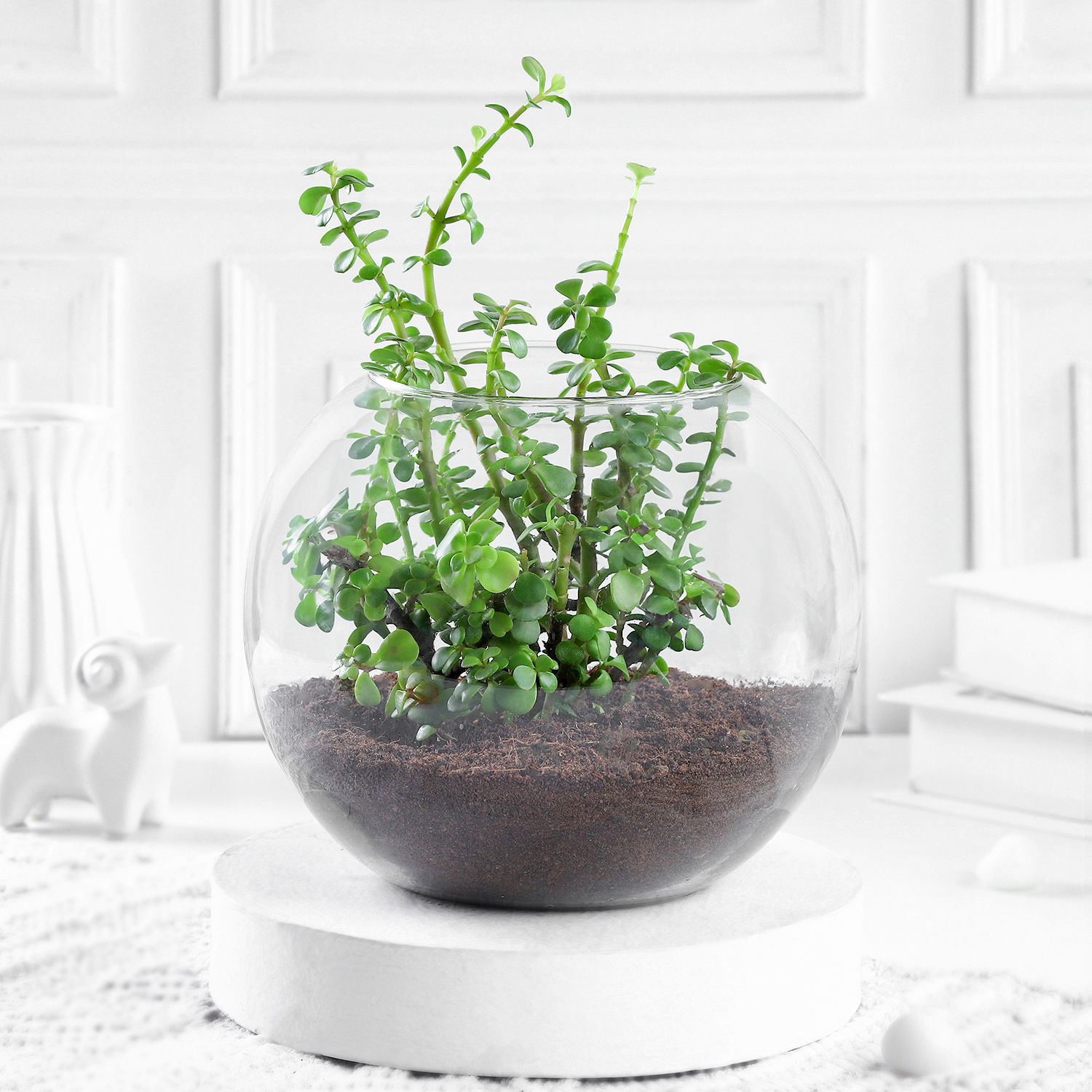 Buy/Send Jade Plant Terrarium In Glass Vase Online Ferns