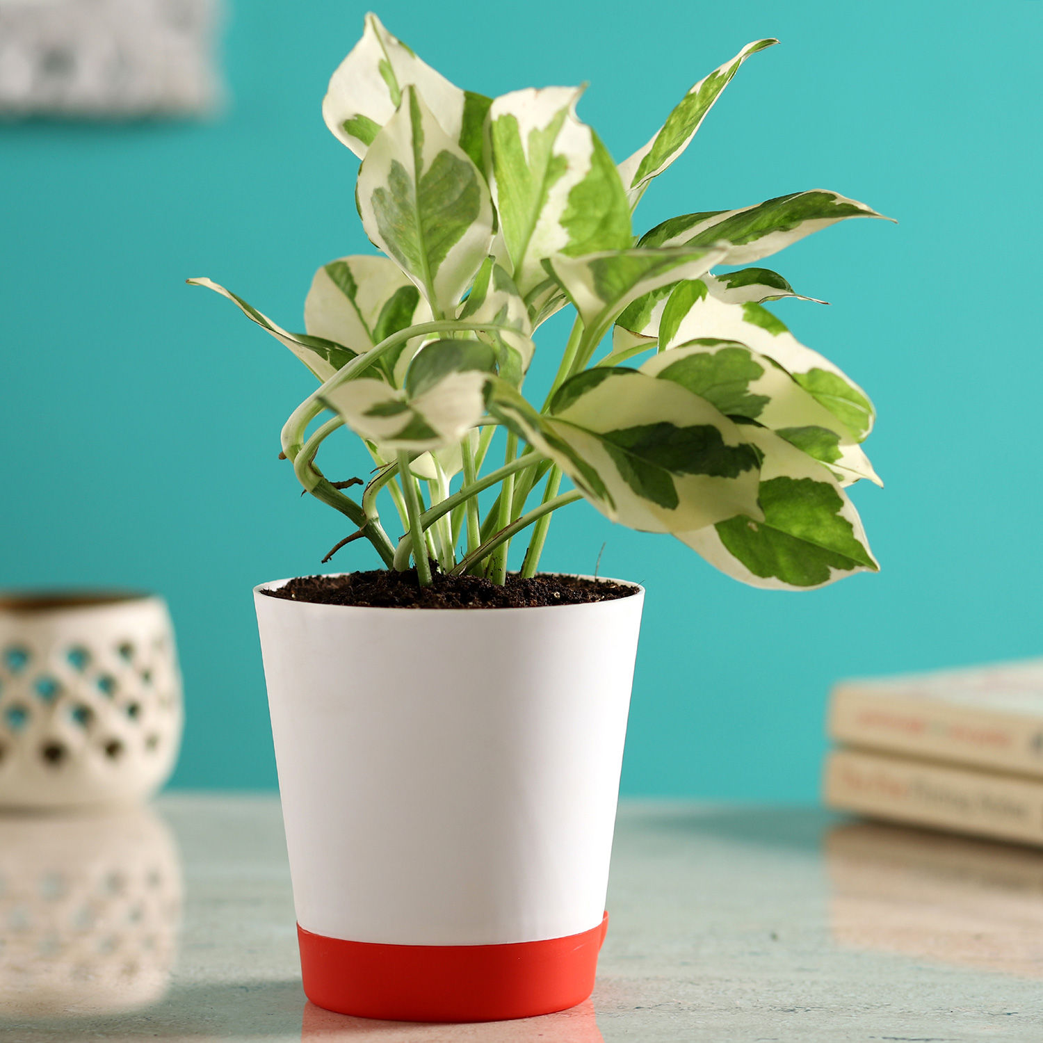 White Pothos Plant In SelfWatering White Pot Gift White Pothos Plant
