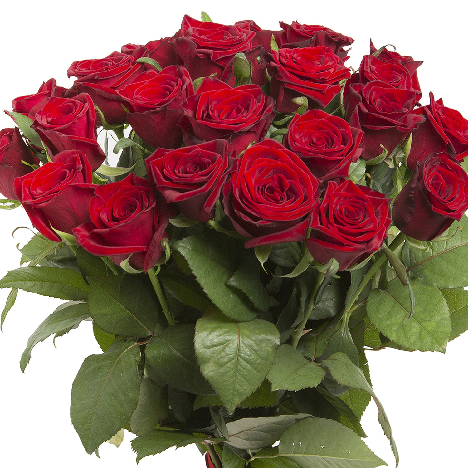 Buy/Send Dreaming In Red Rose Bunch Online Ferns N Petals